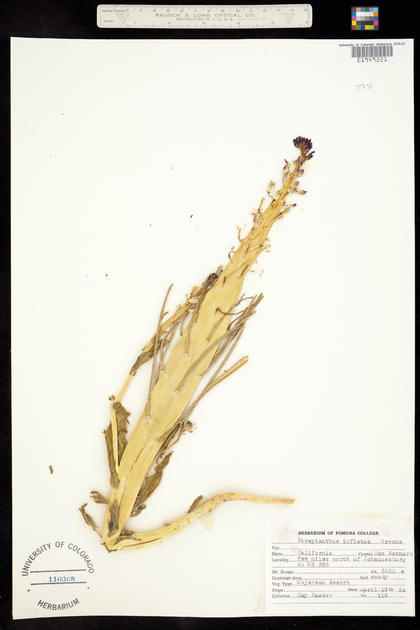 Caulanthus inflatus image
