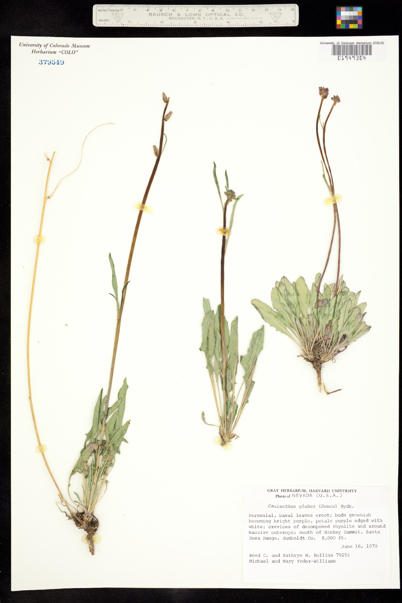 Caulanthus crassicaulis image