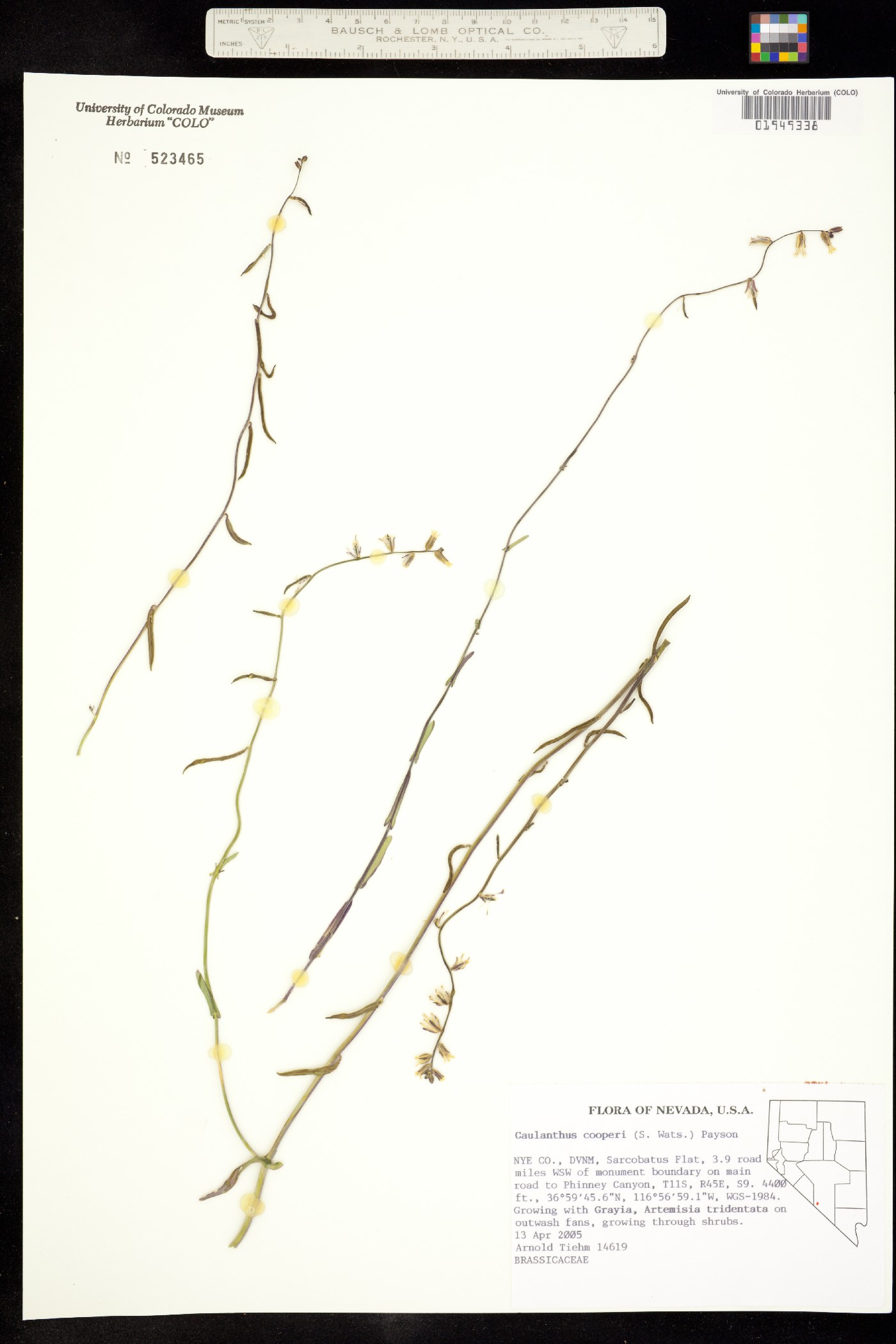 Caulanthus cooperi image