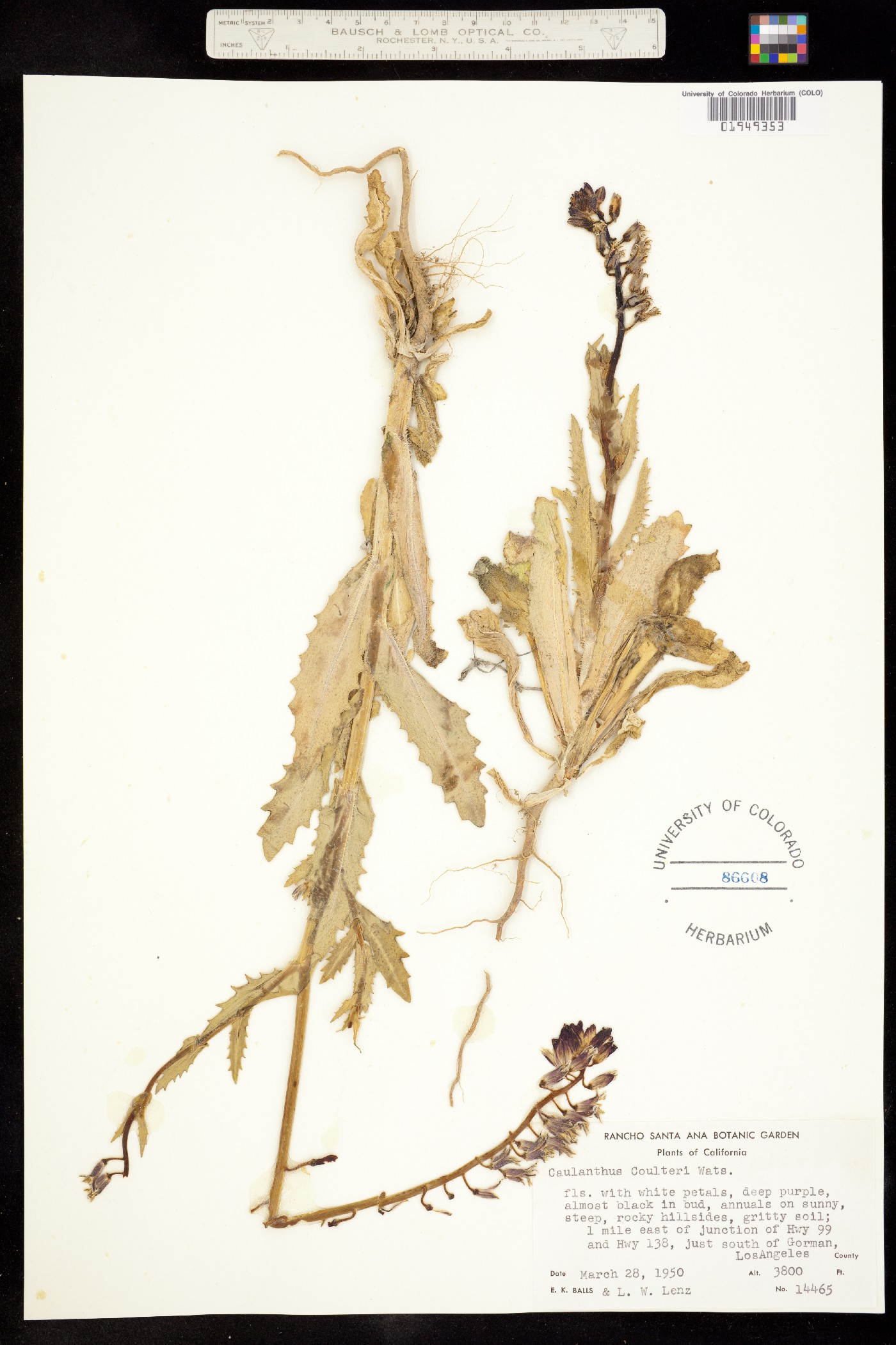 Caulanthus coulteri image