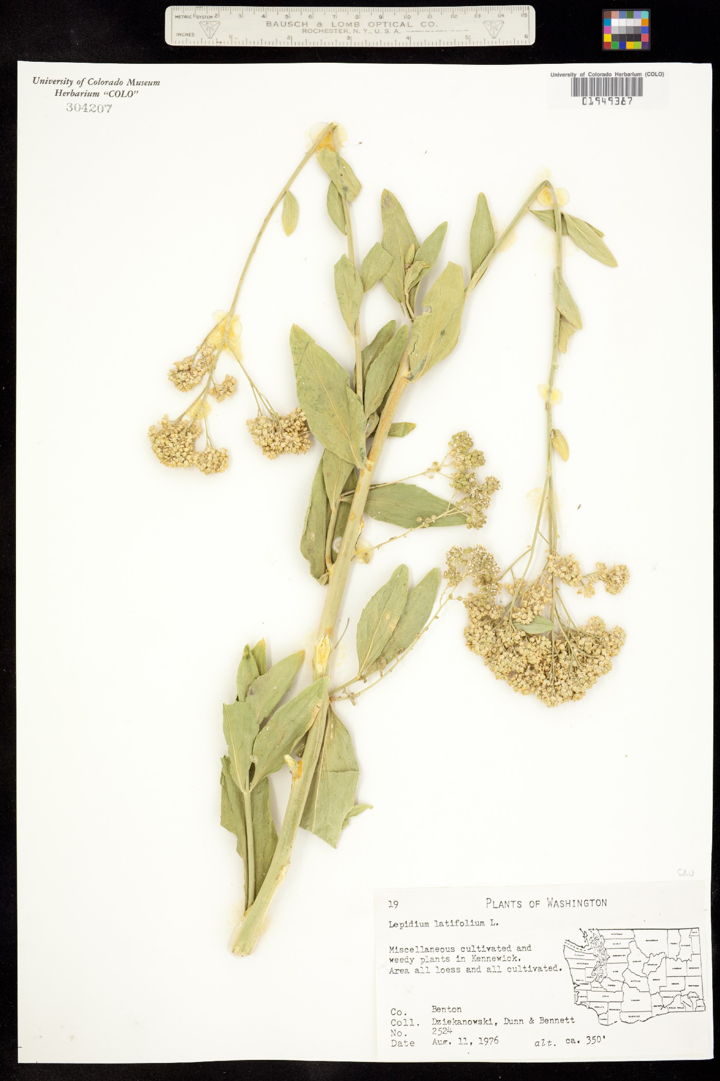 Lepidium latifolium image