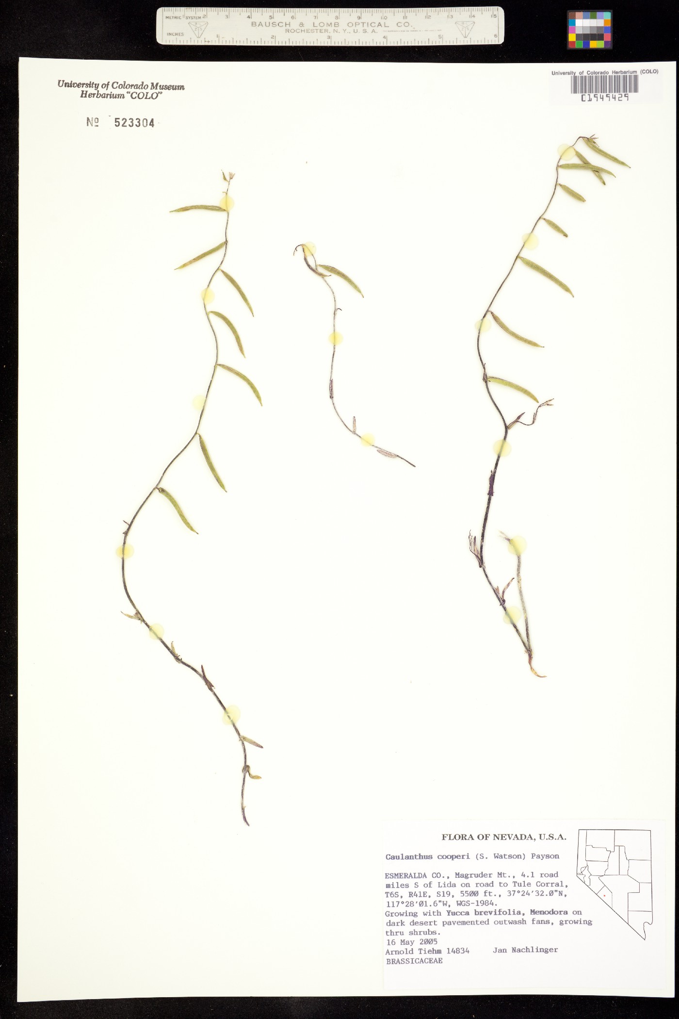 Caulanthus cooperi image