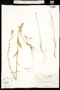 Caulanthus flavescens image