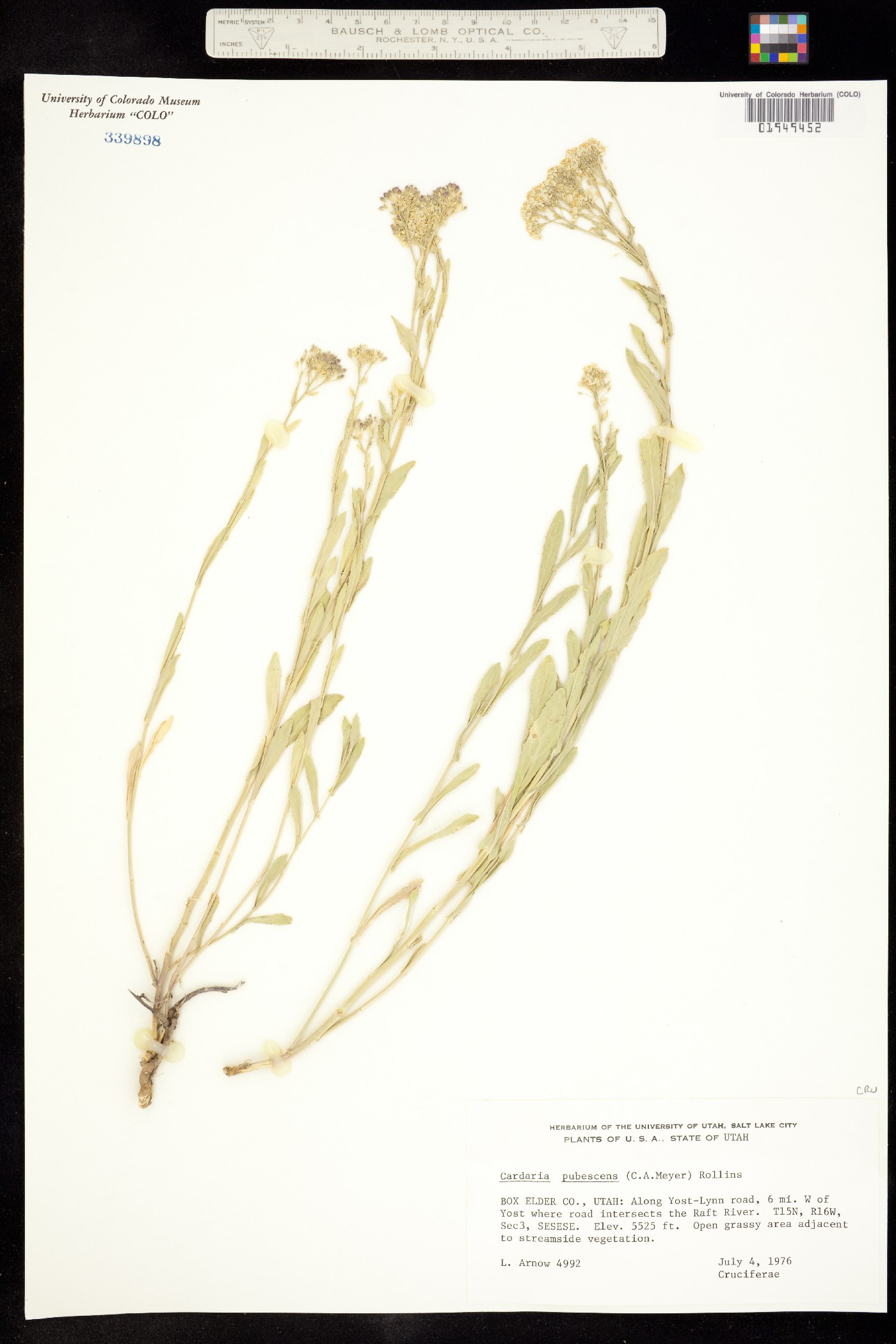 Lepidium appelianum image