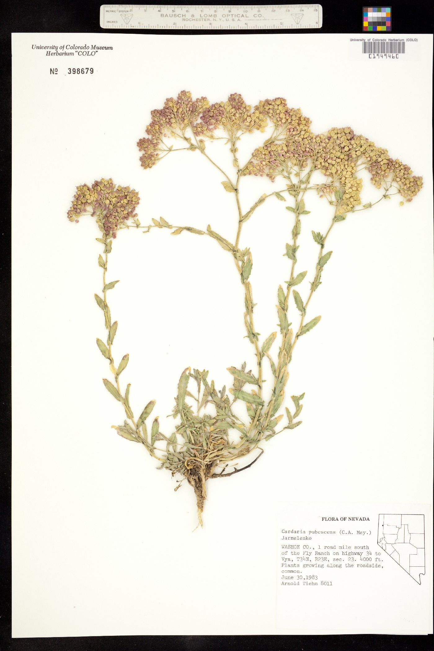 Lepidium appelianum image