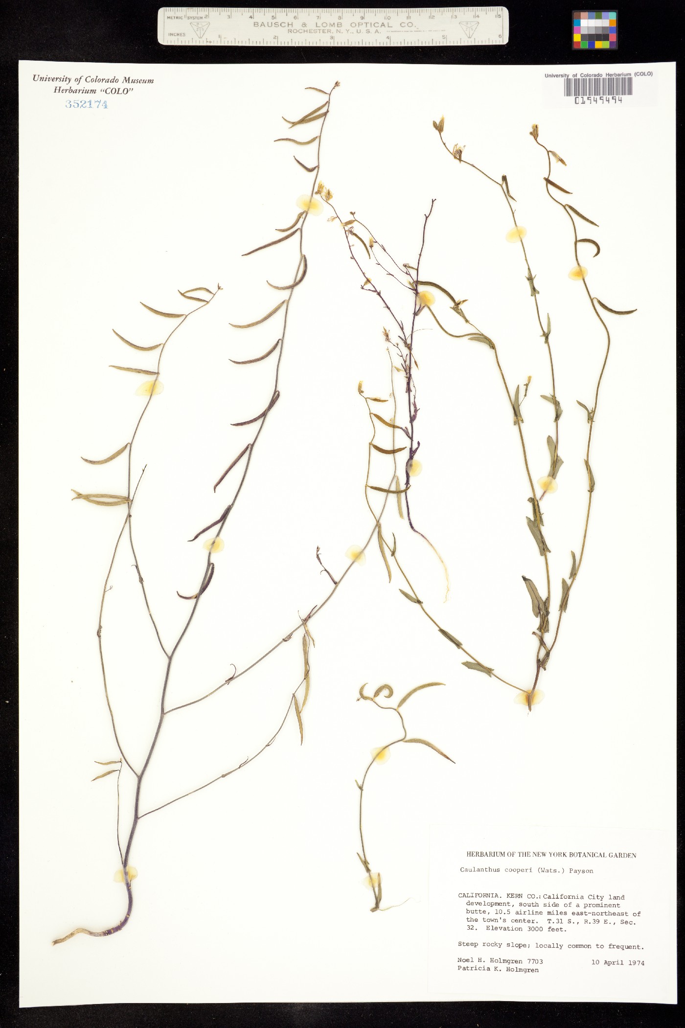Caulanthus cooperi image