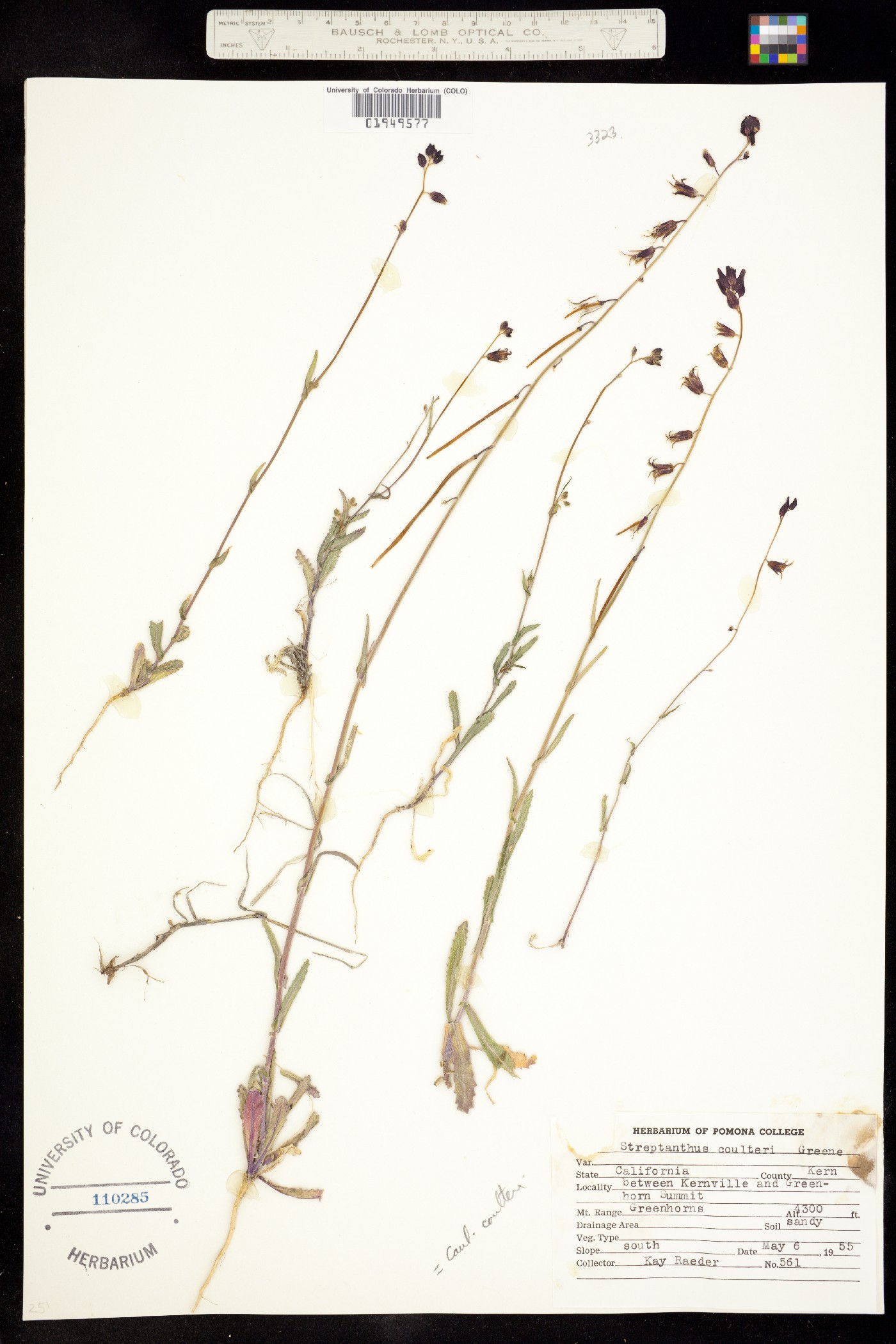 Caulanthus coulteri image