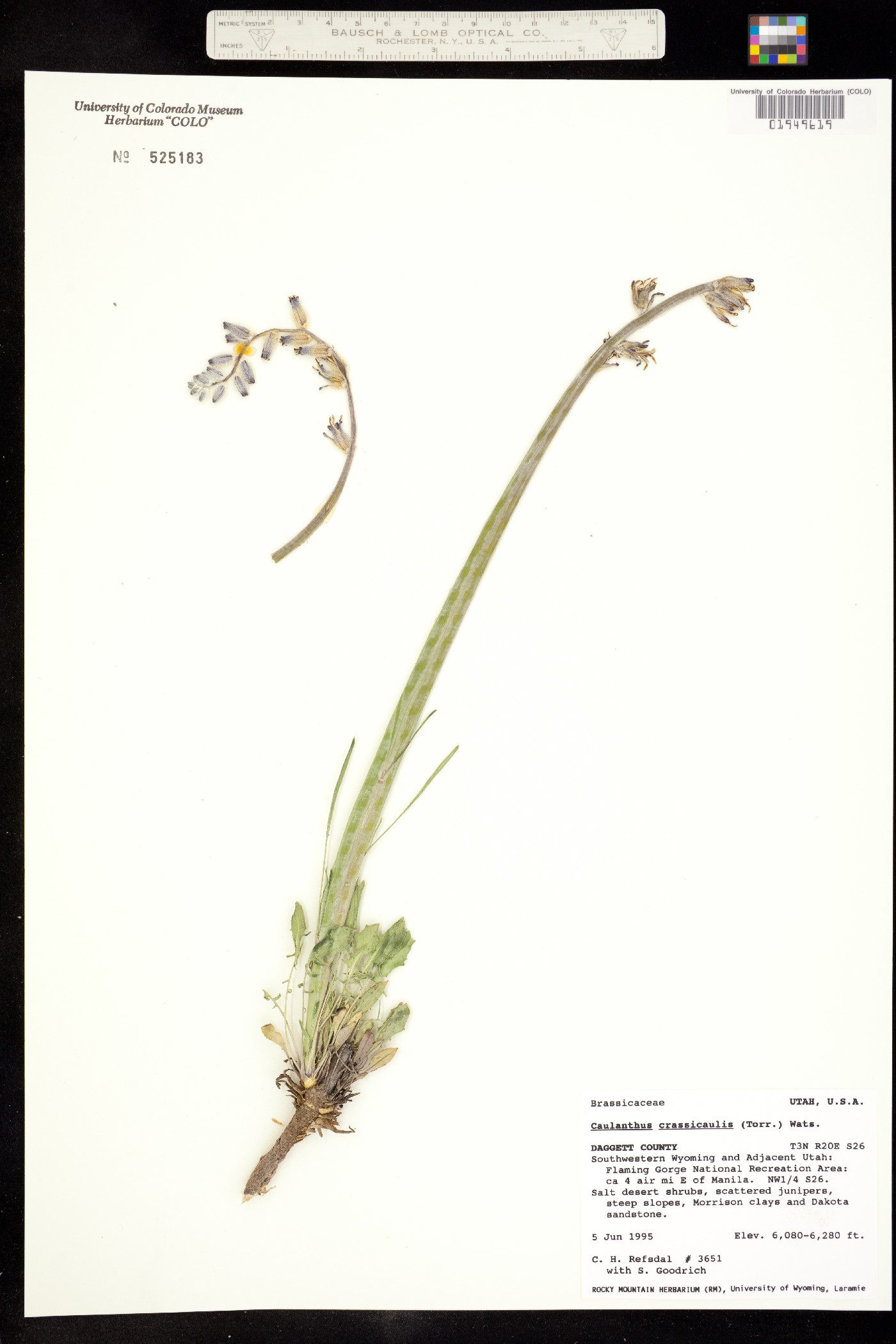 Caulanthus crassicaulis image