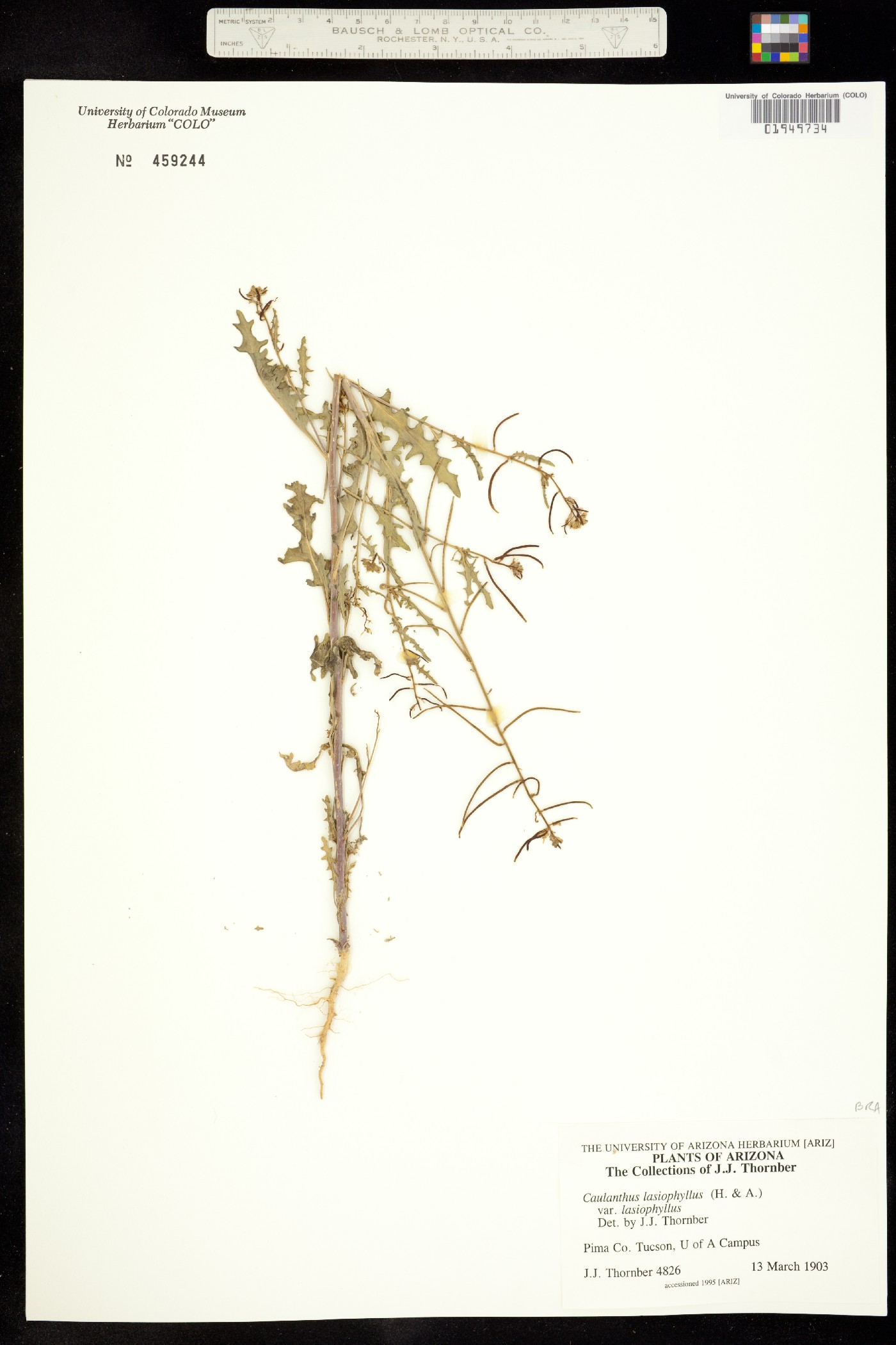 Caulanthus lasiophyllus image