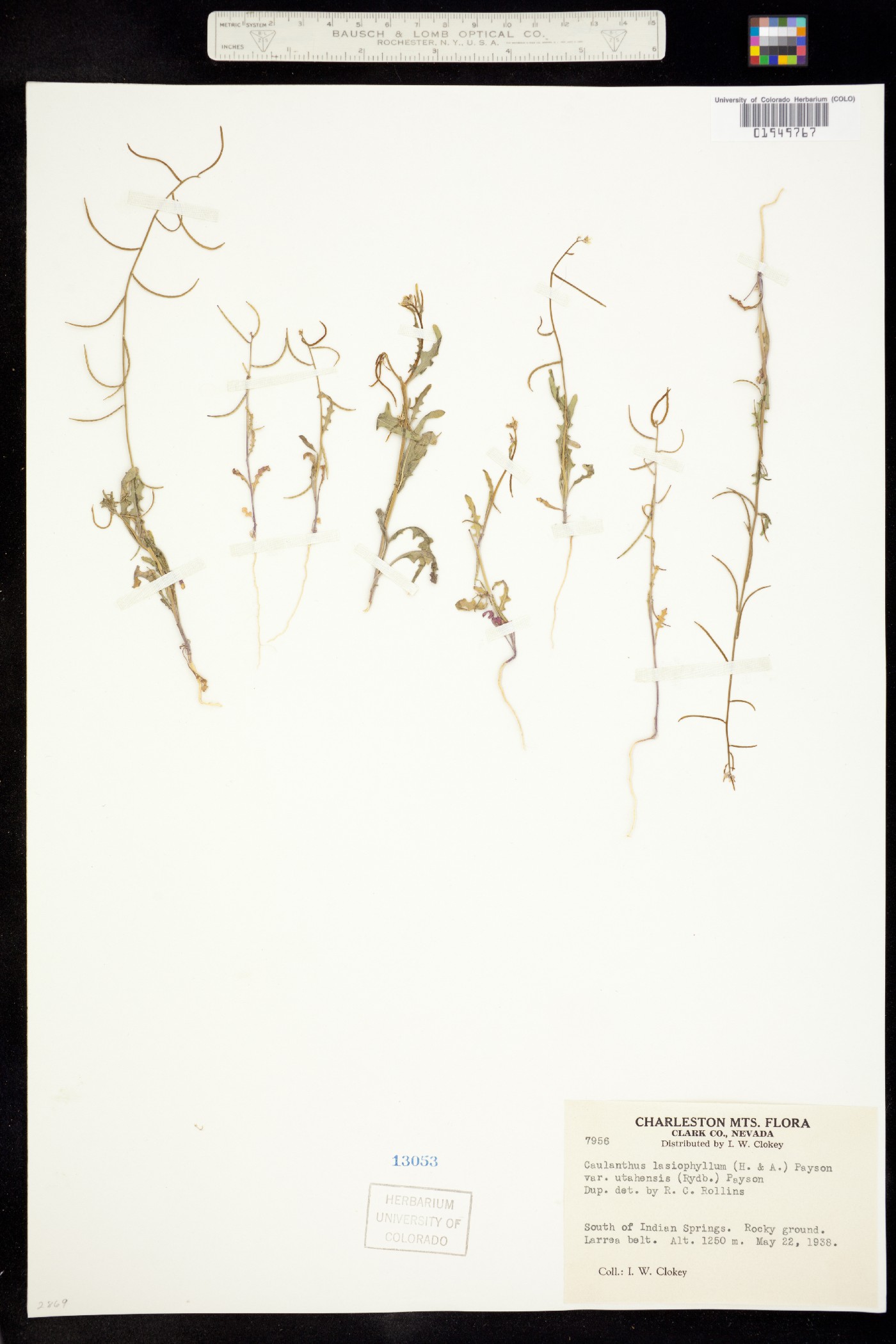 Caulanthus lasiophyllus image