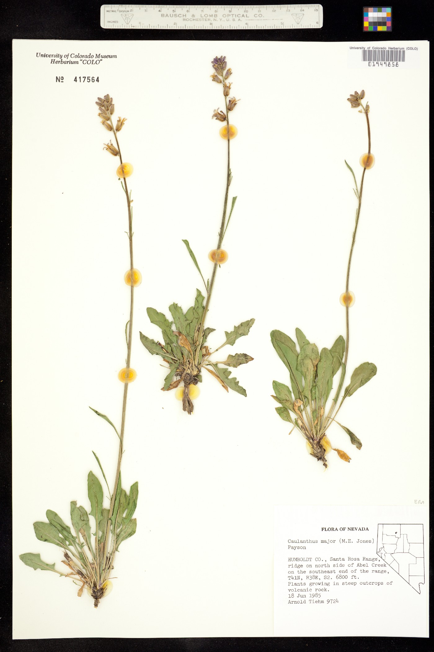 Caulanthus major image