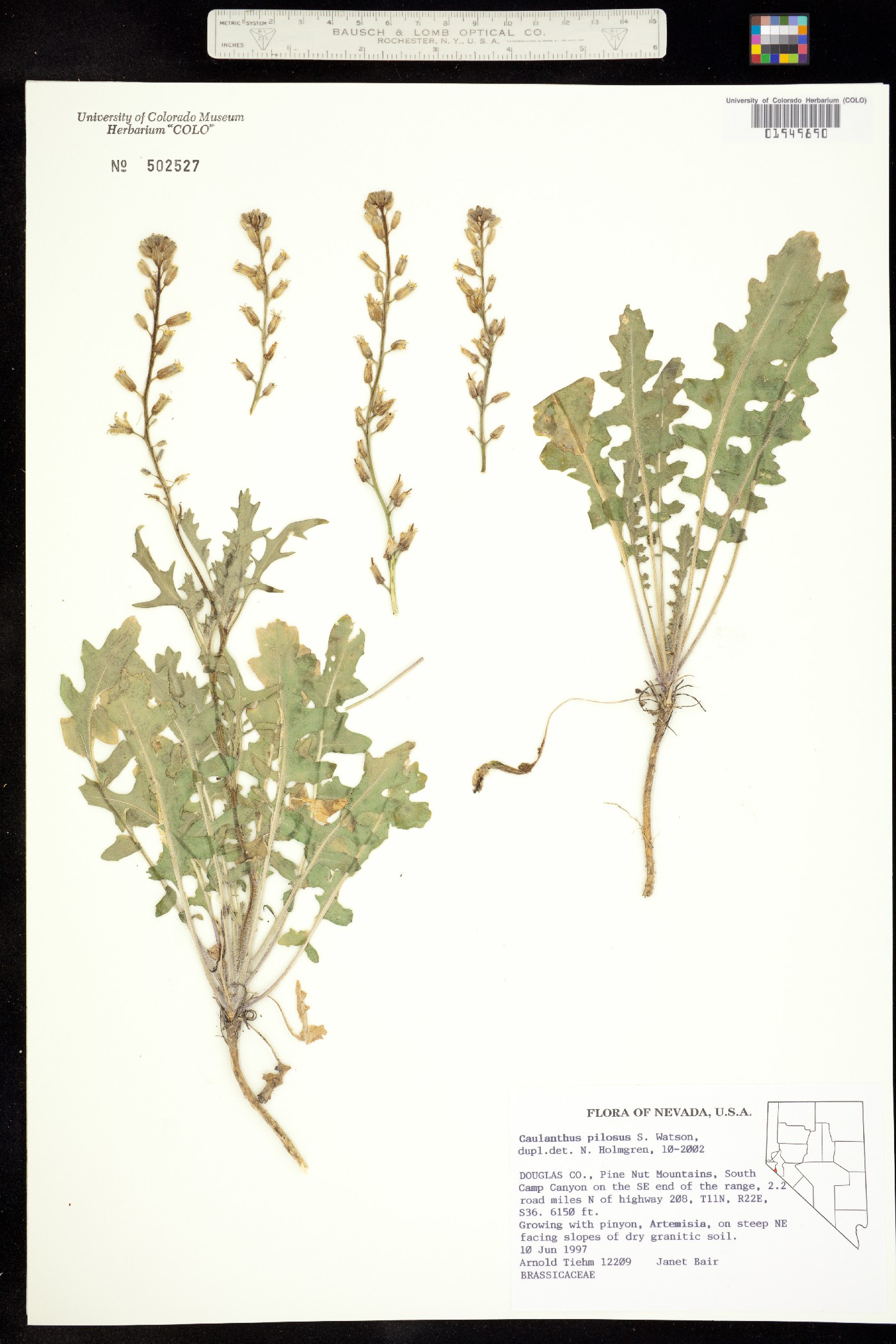 Caulanthus image