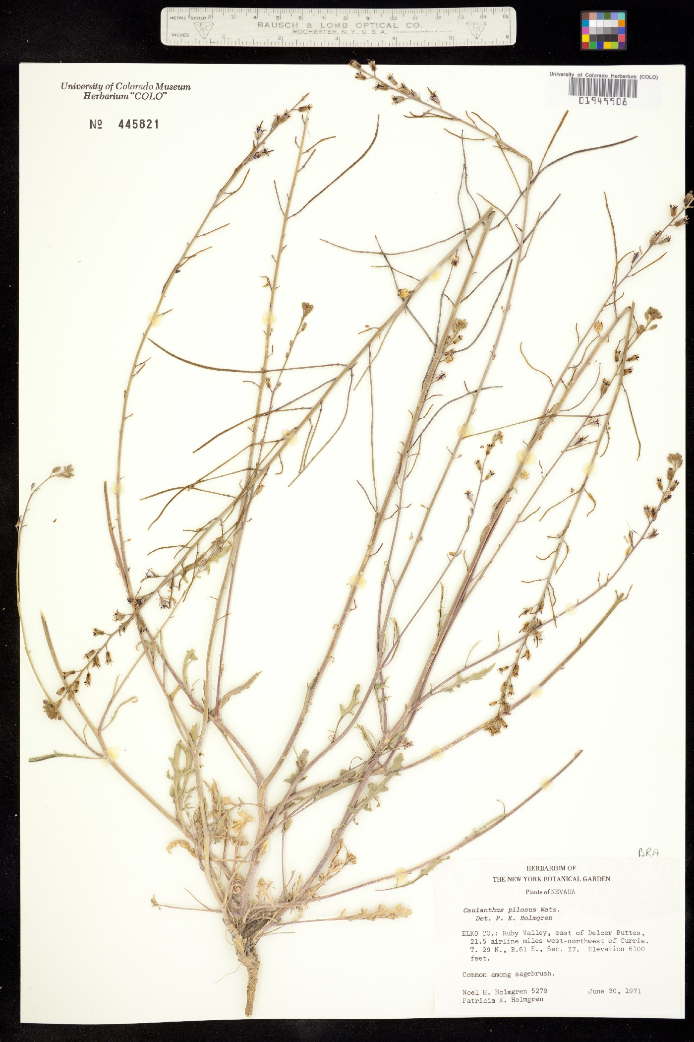 Caulanthus image