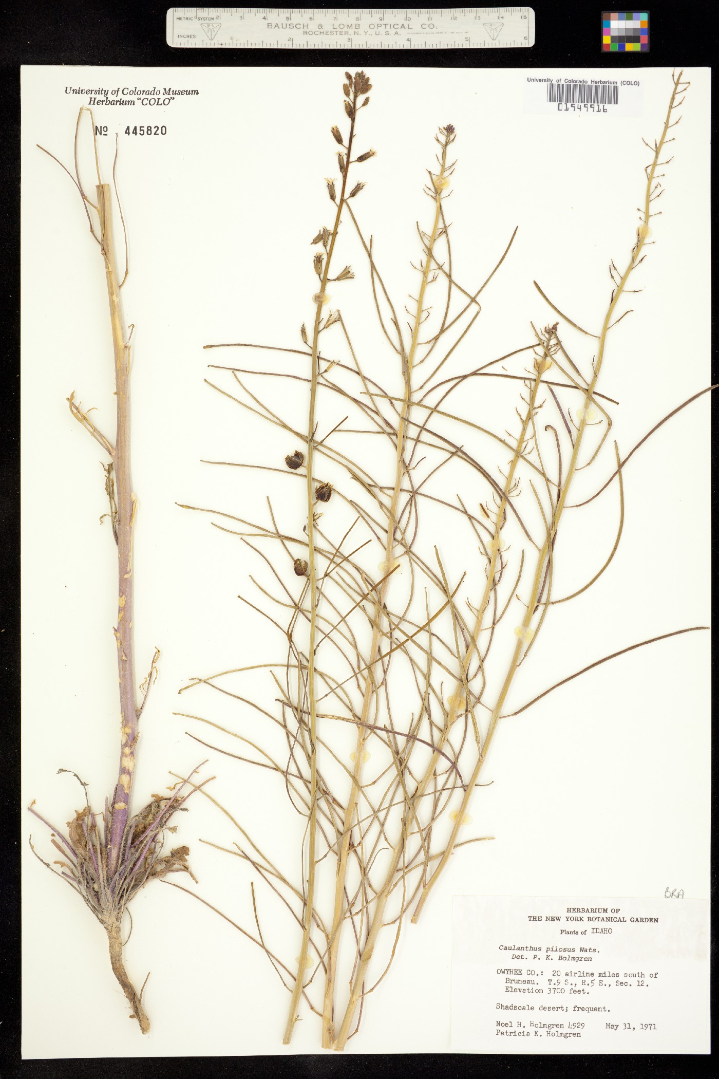 Caulanthus pilosus image