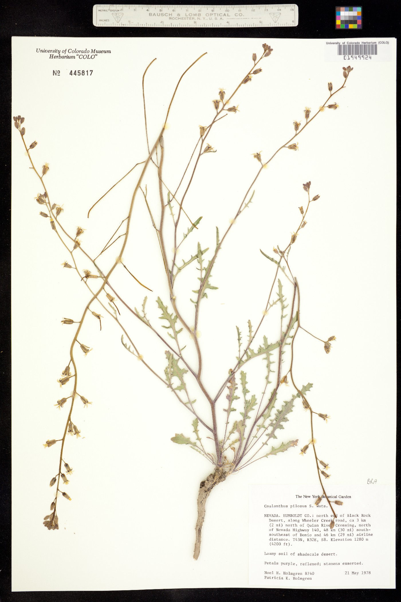 Caulanthus pilosus image