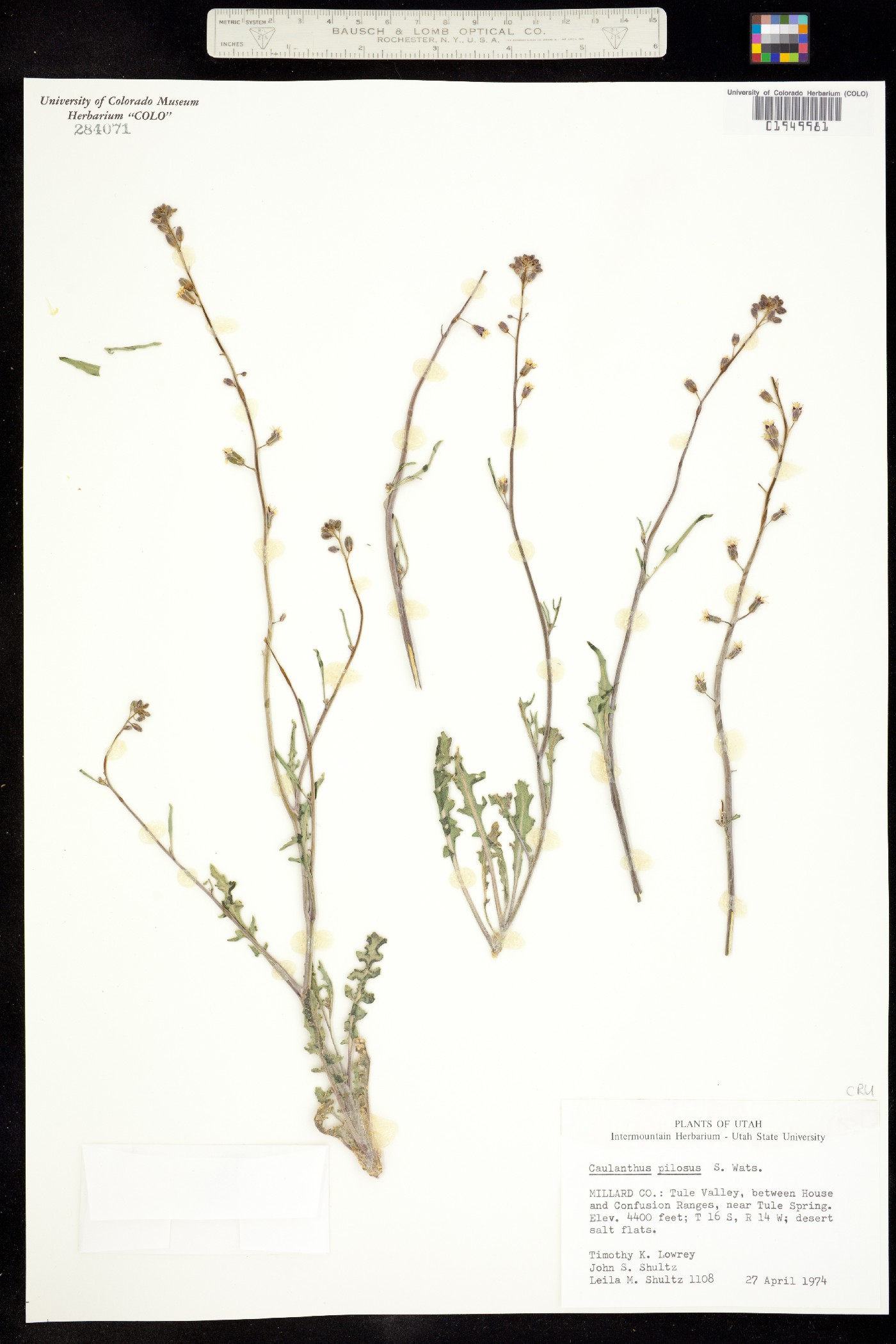 Caulanthus pilosus image