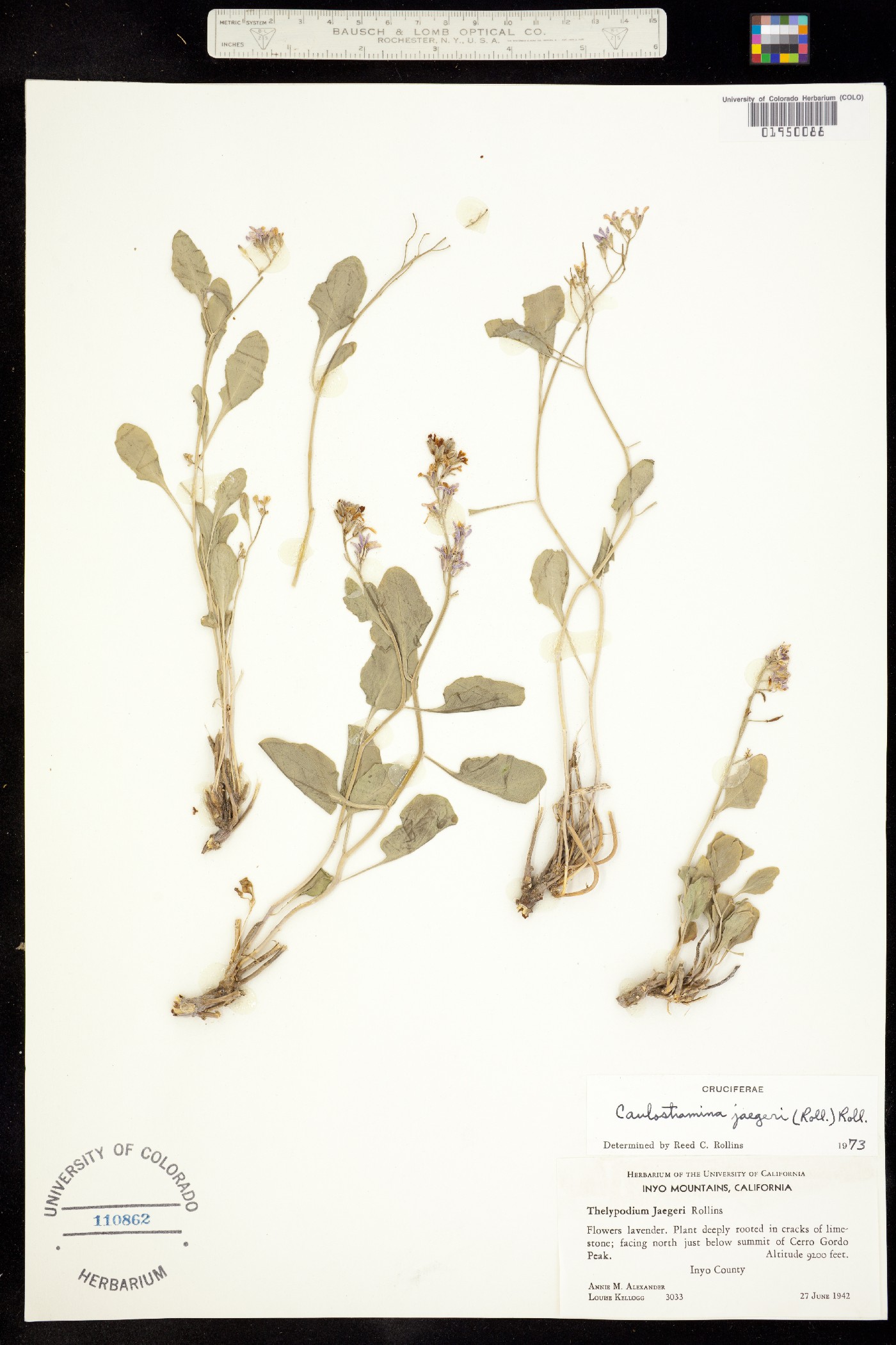Hesperidanthus jaegeri image