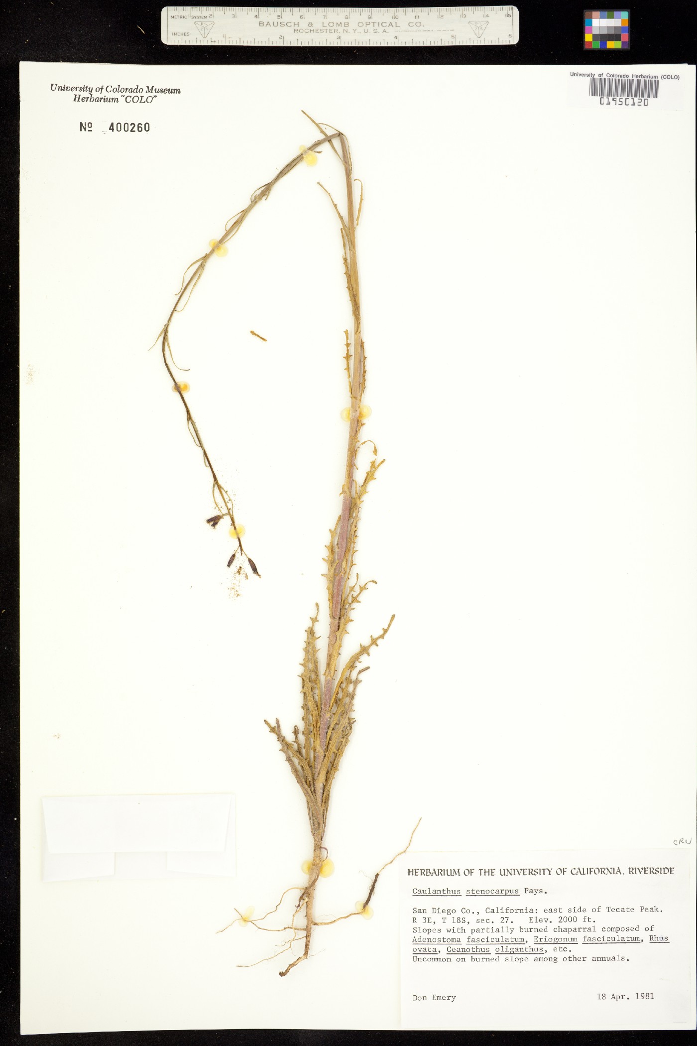 Caulanthus heterophyllus image