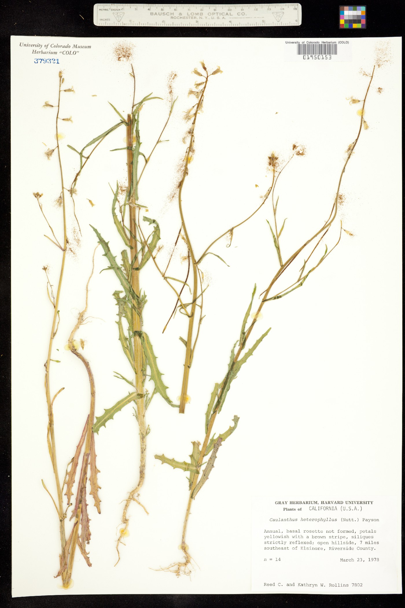 Caulanthus heterophyllus image