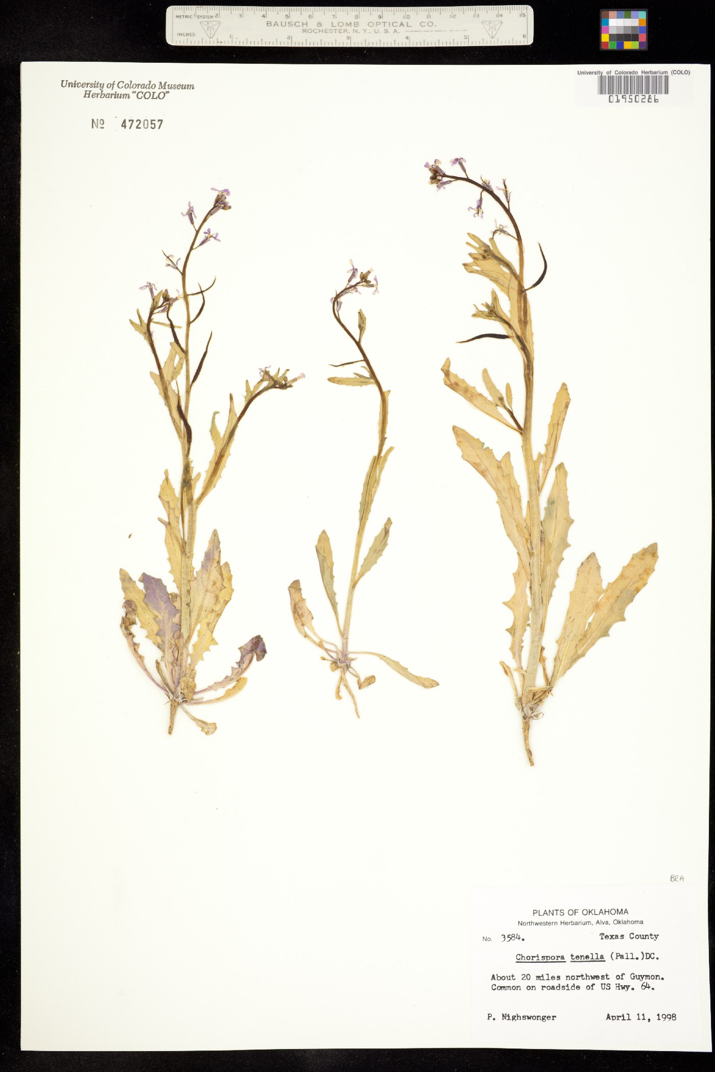 Chorispora tenella image