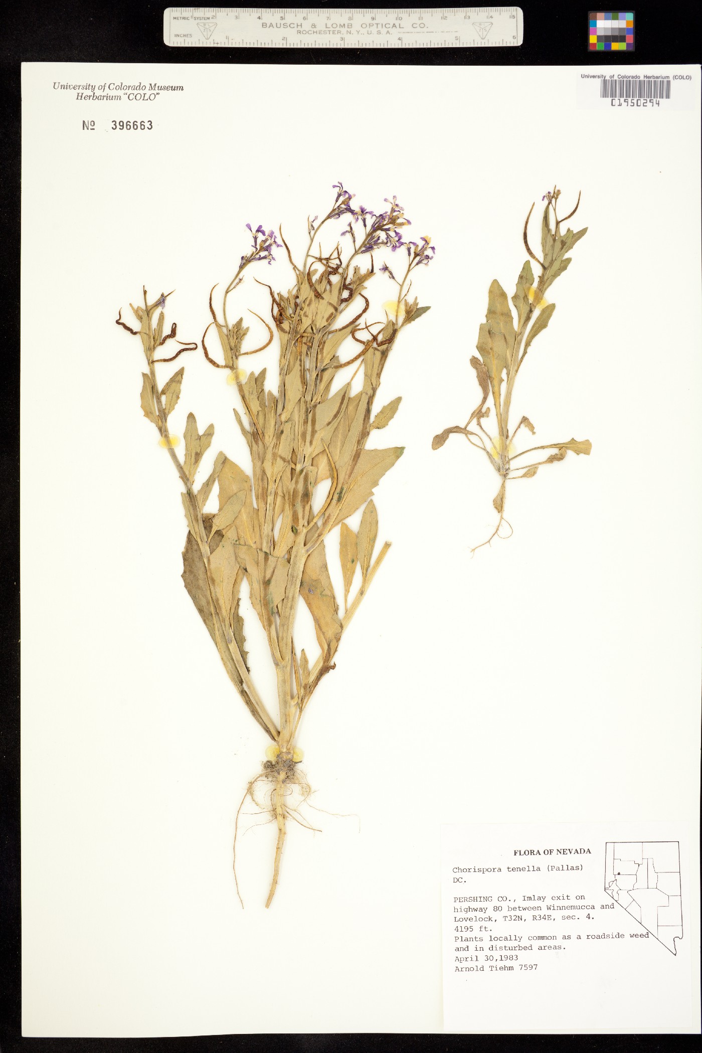 Chorispora tenella image