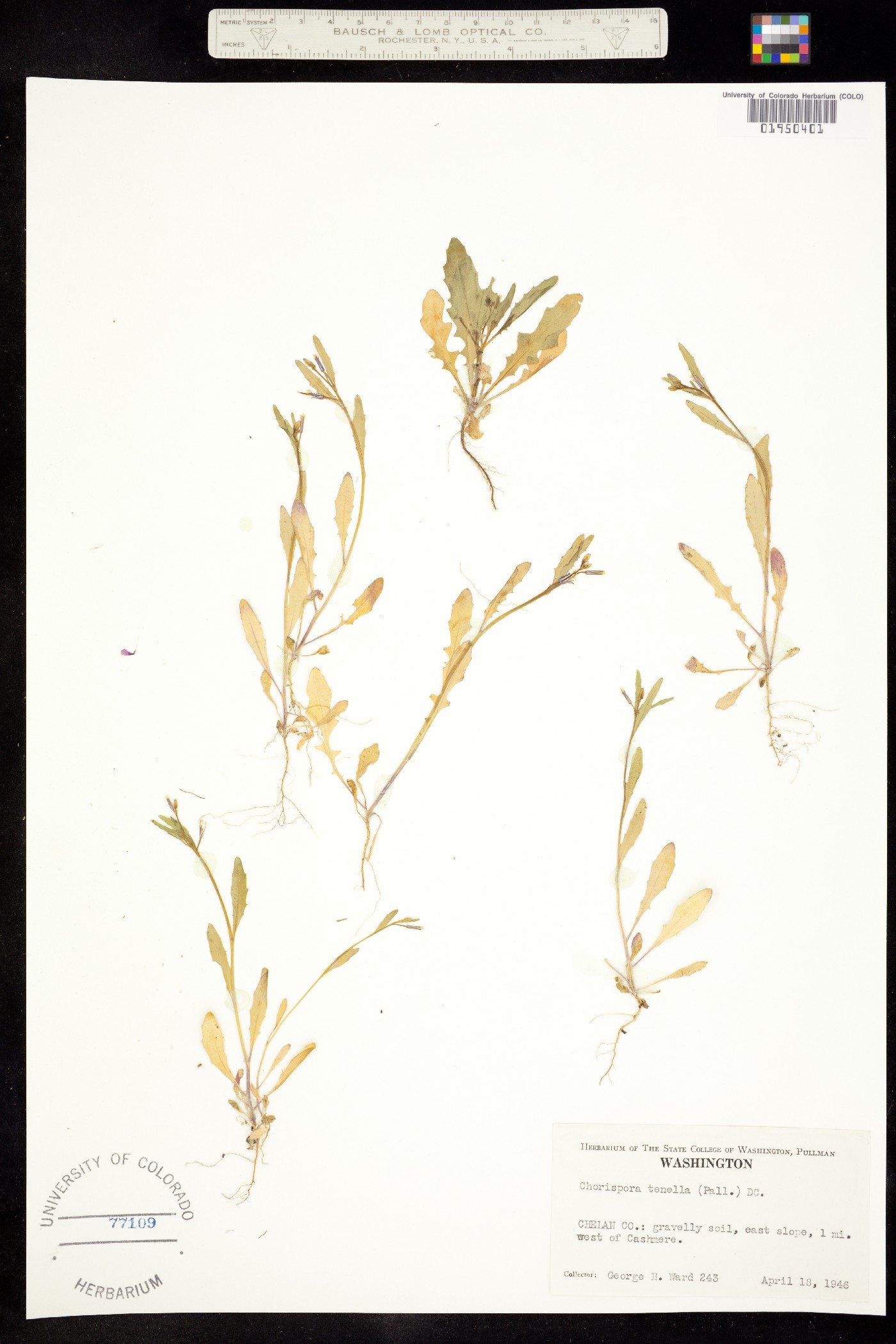 Chorispora image