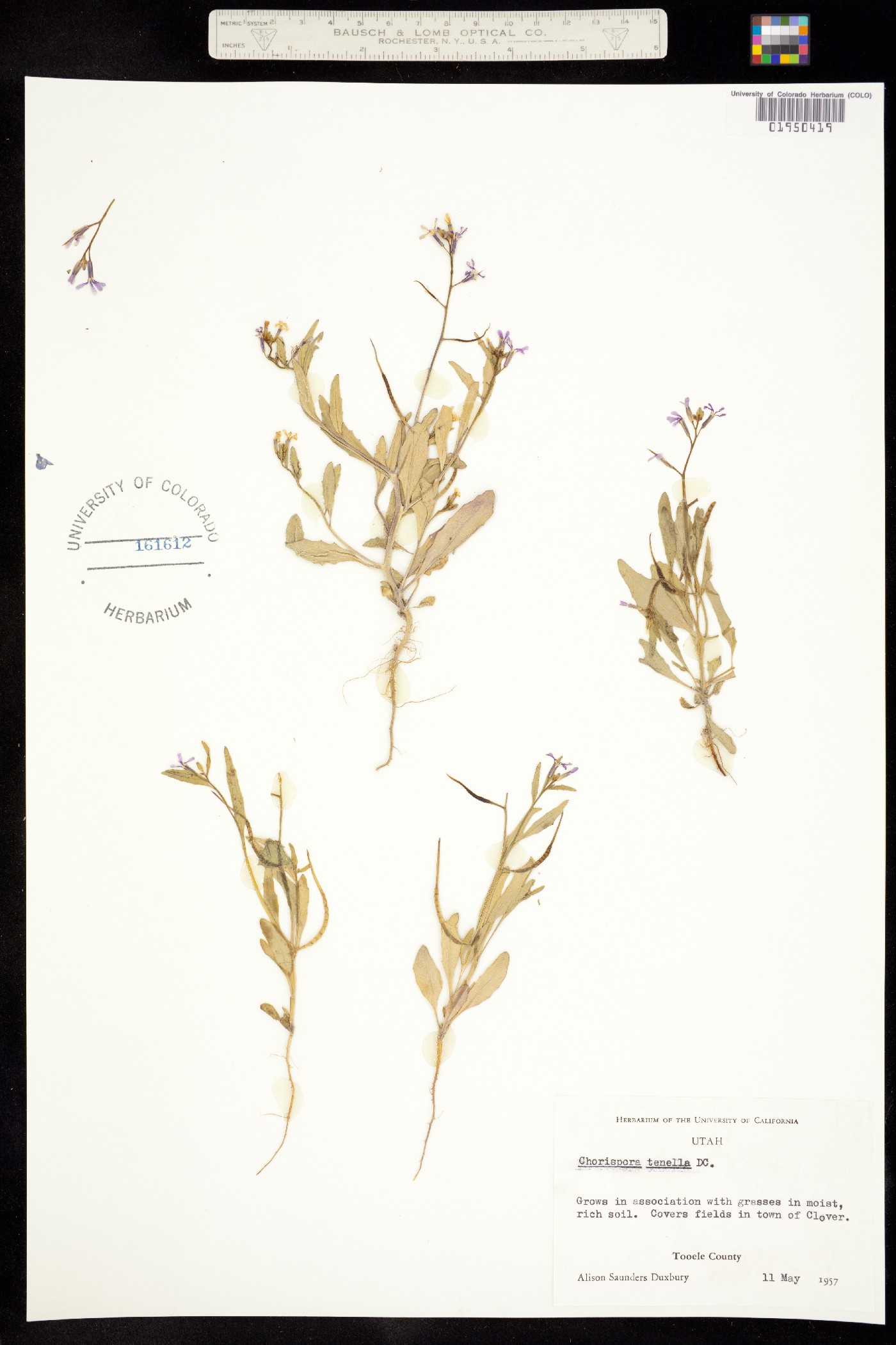 Chorispora tenella image