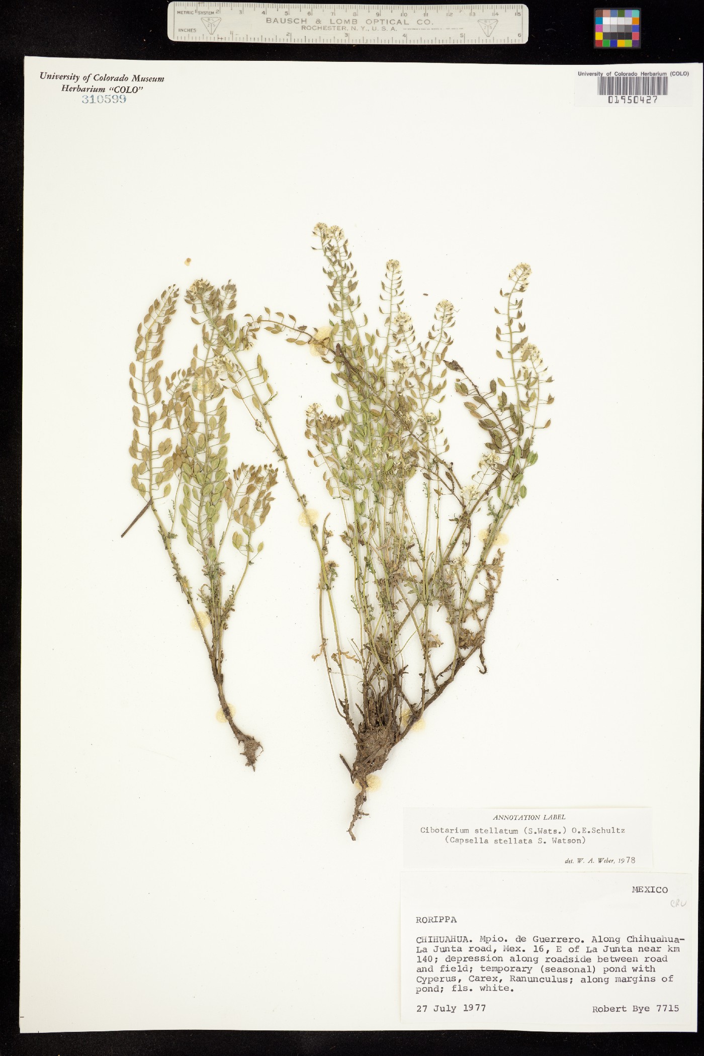 Sphaerocardamum stellatum image