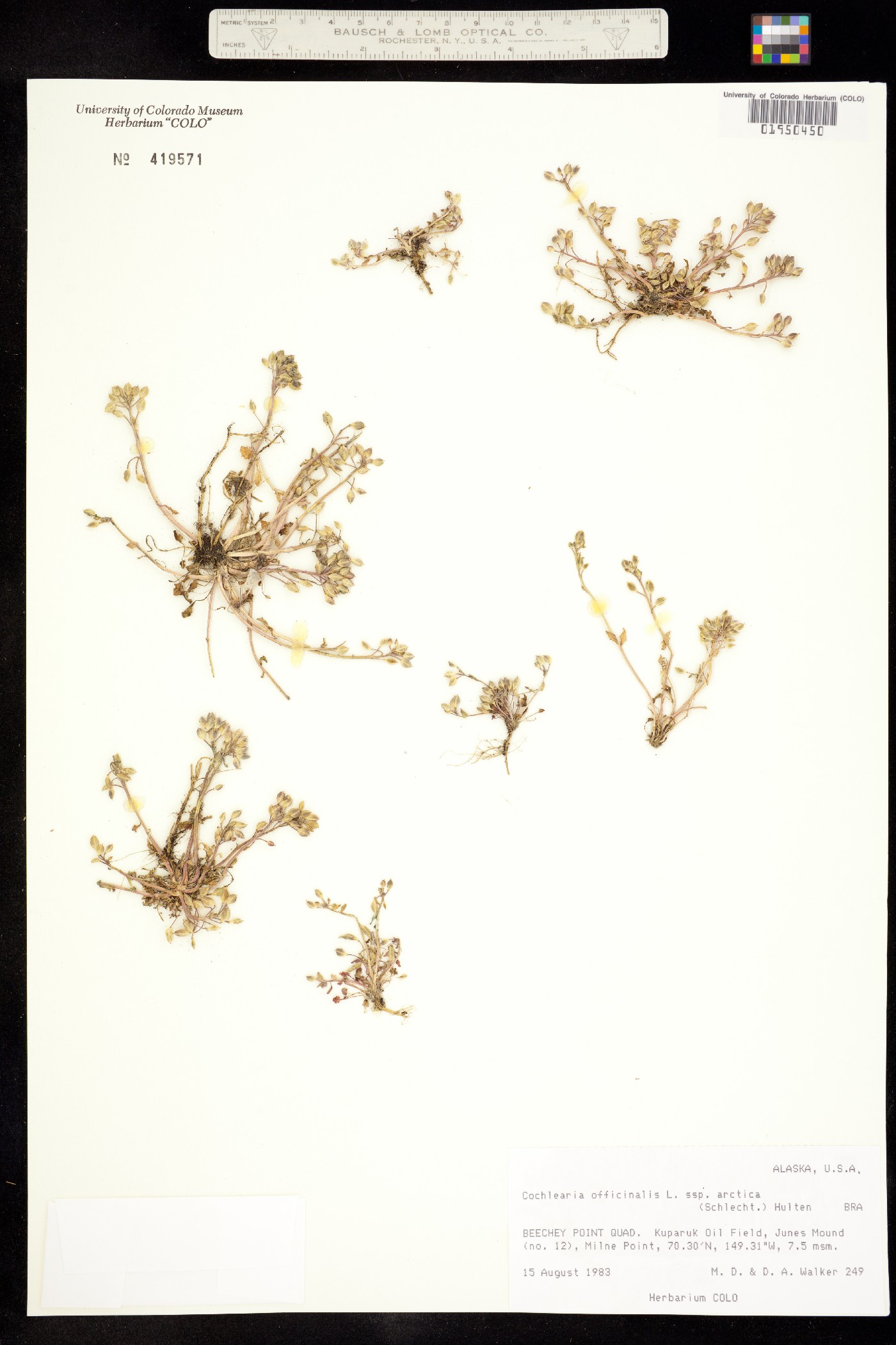 Cochlearia officinalis image
