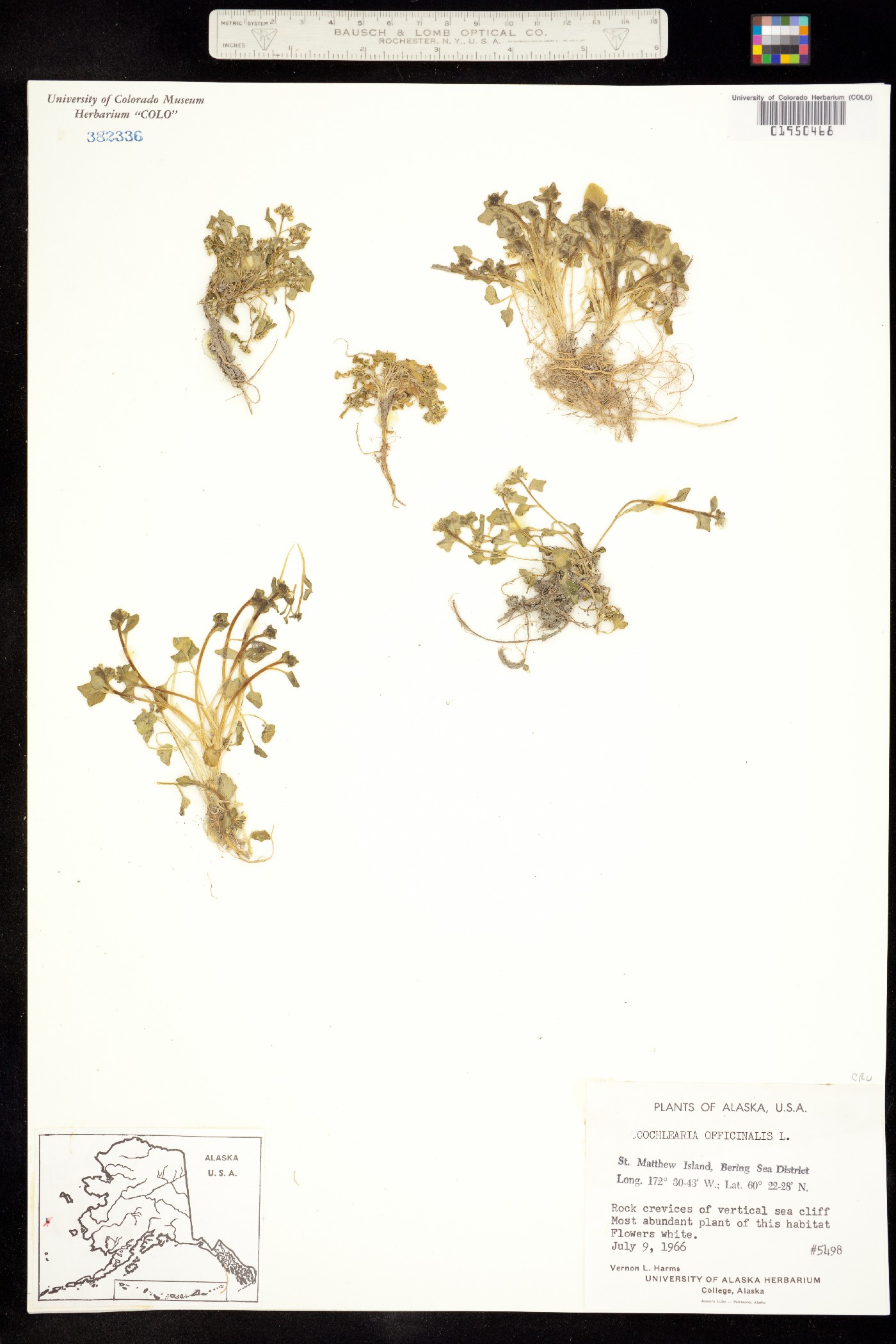 Cochlearia officinalis image