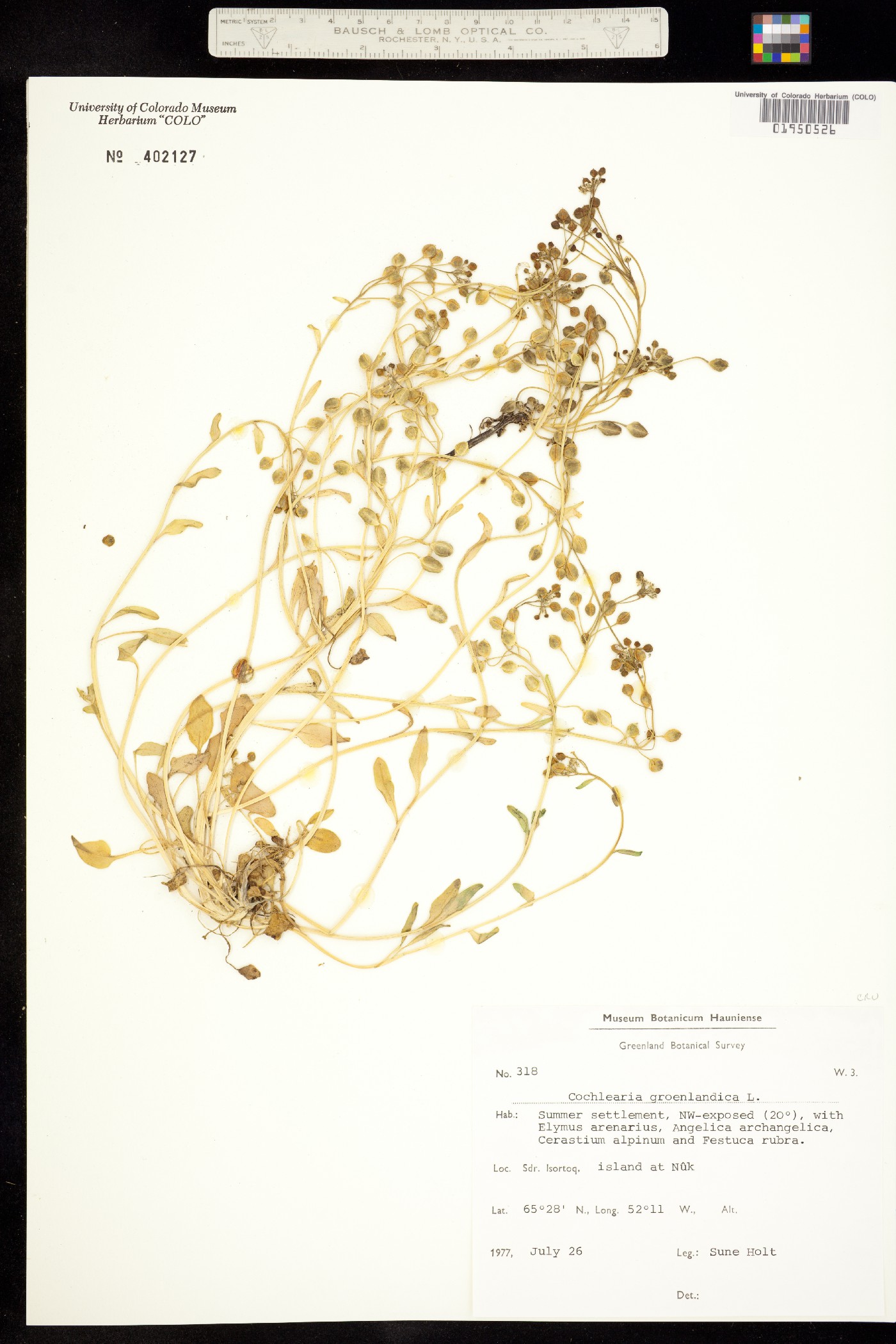 Cochlearia image