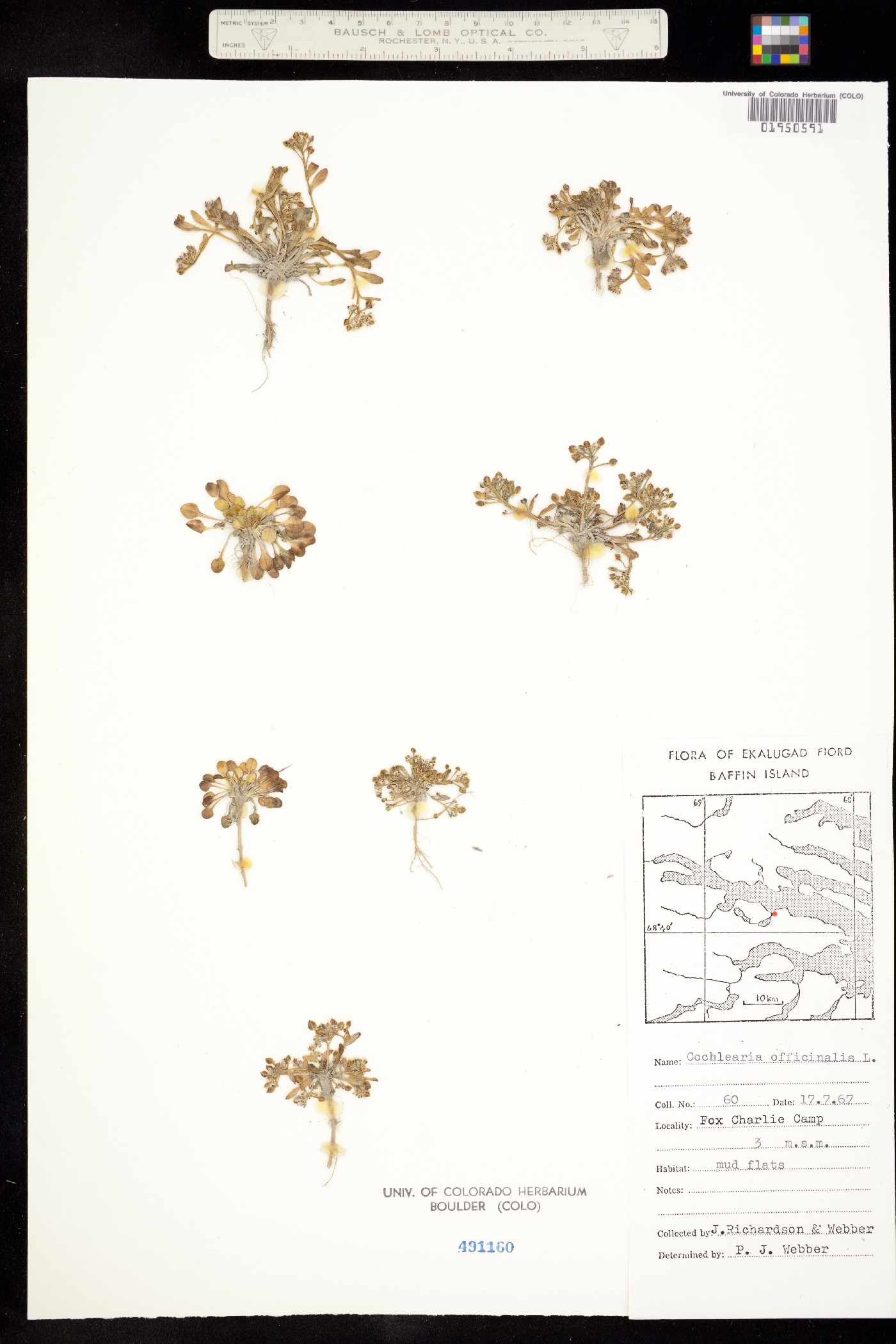 Cochlearia officinalis image