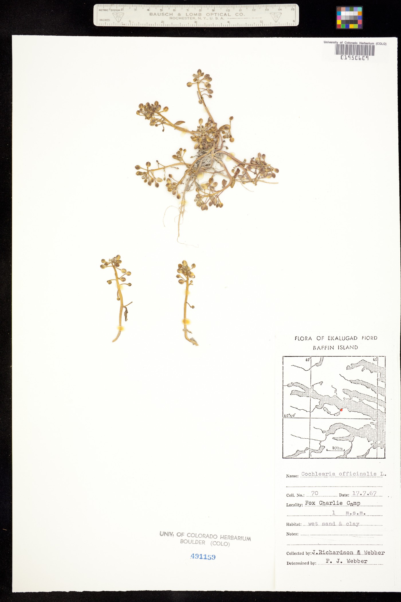 Cochlearia officinalis image