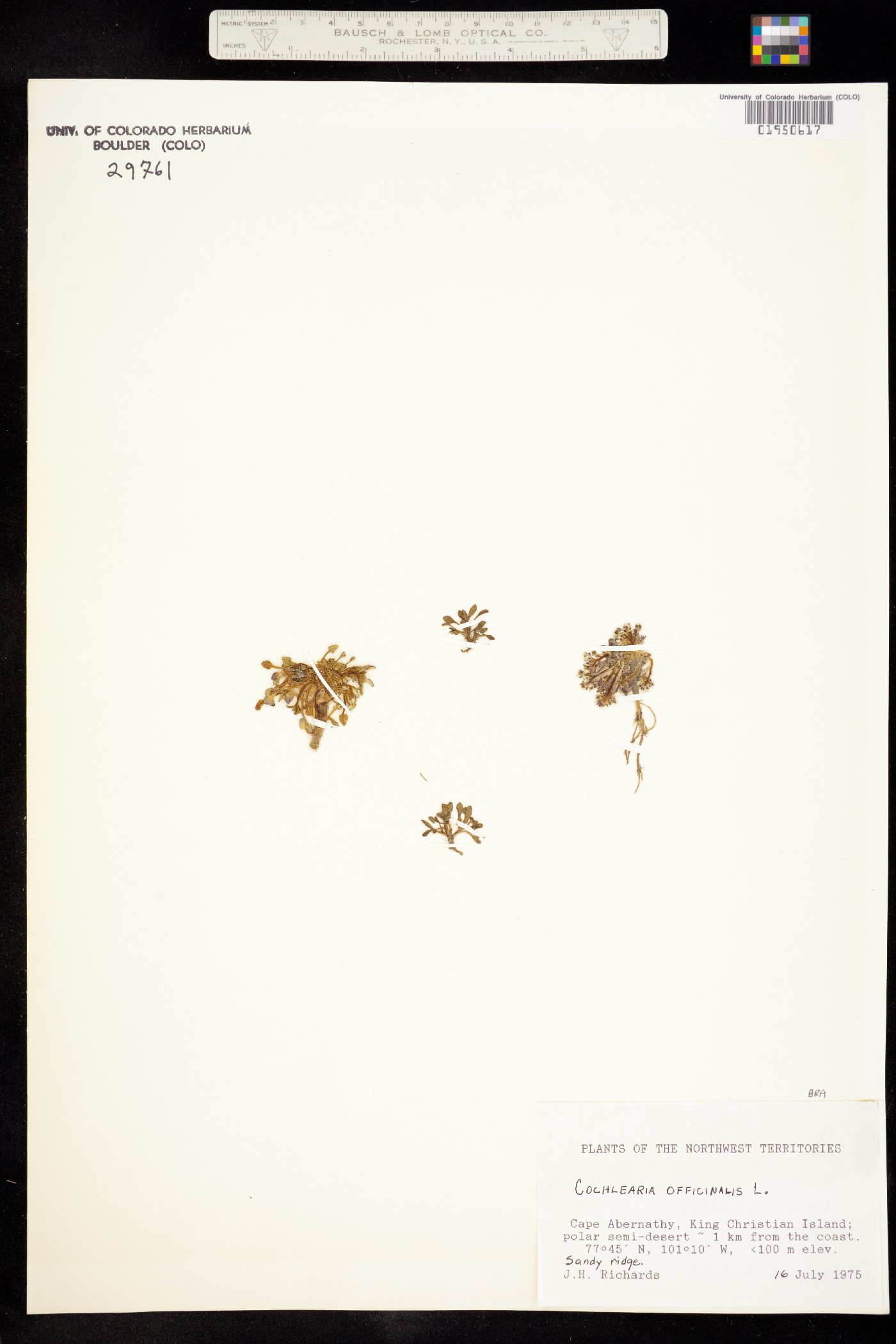 Cochlearia officinalis image