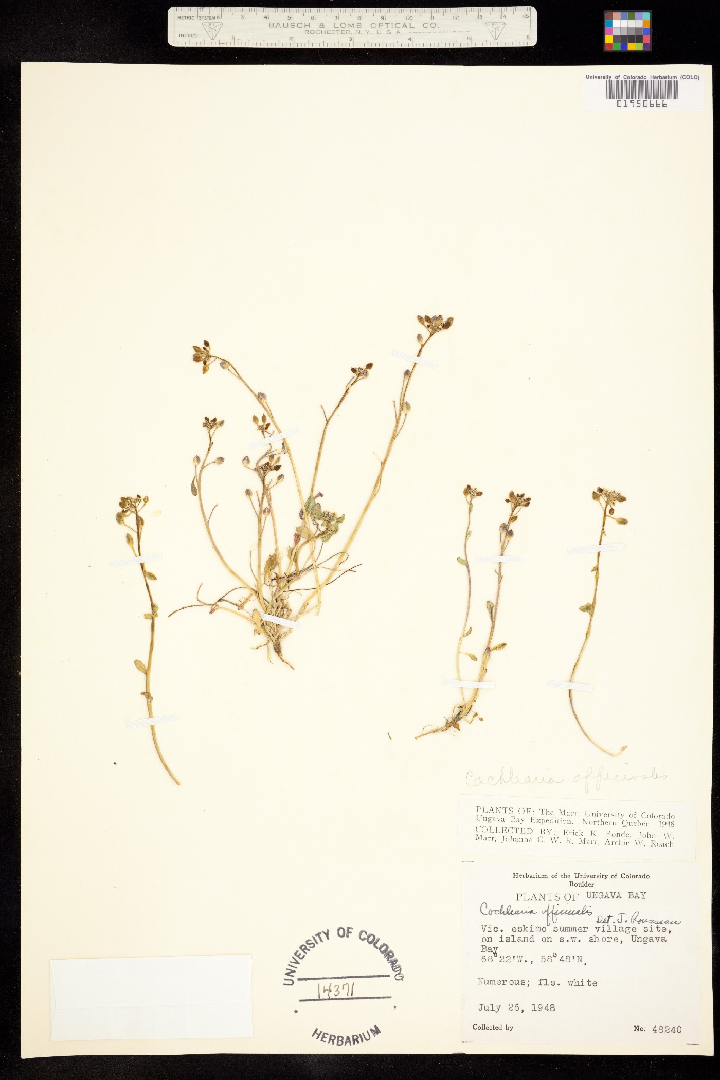 Cochlearia groenlandica image