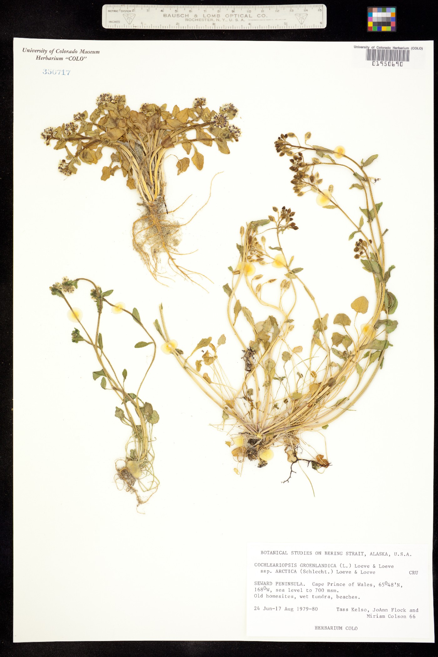 Cochlearia groenlandica image