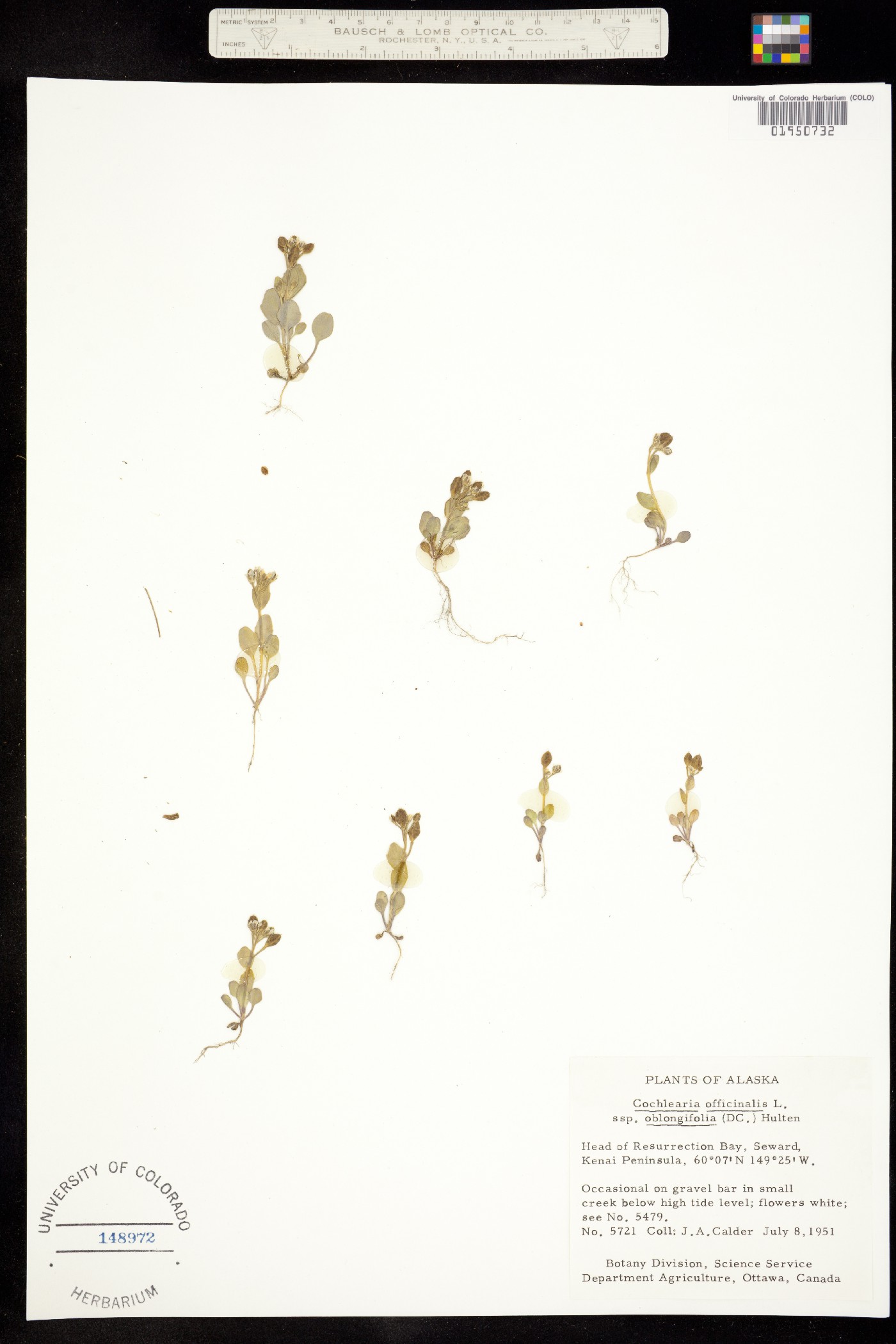 Cochlearia groenlandica image