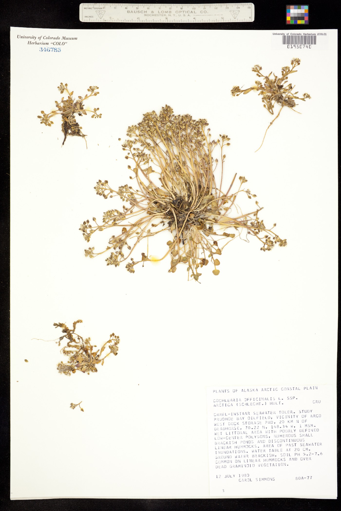 Cochlearia groenlandica image