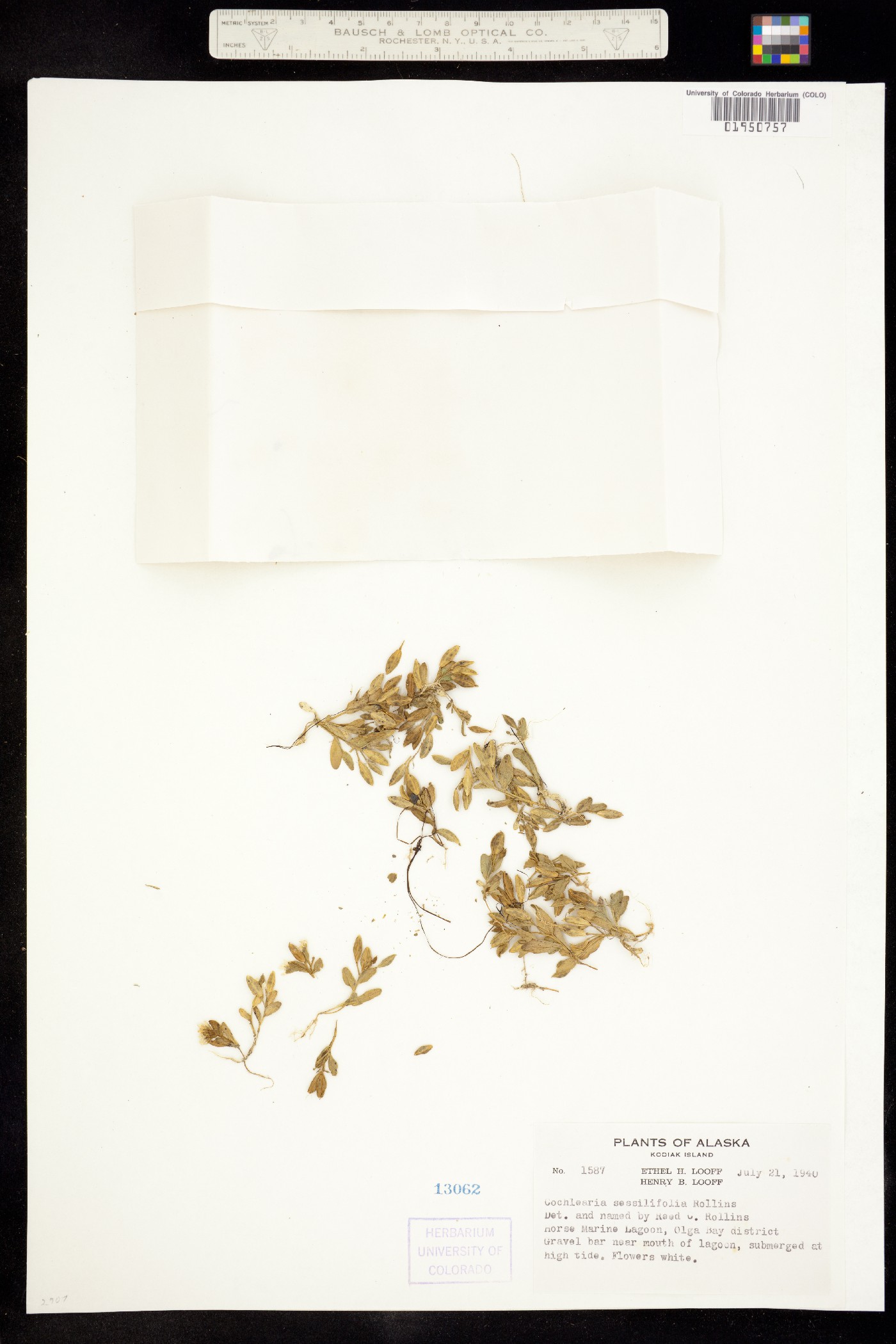 Cochlearia groenlandica image