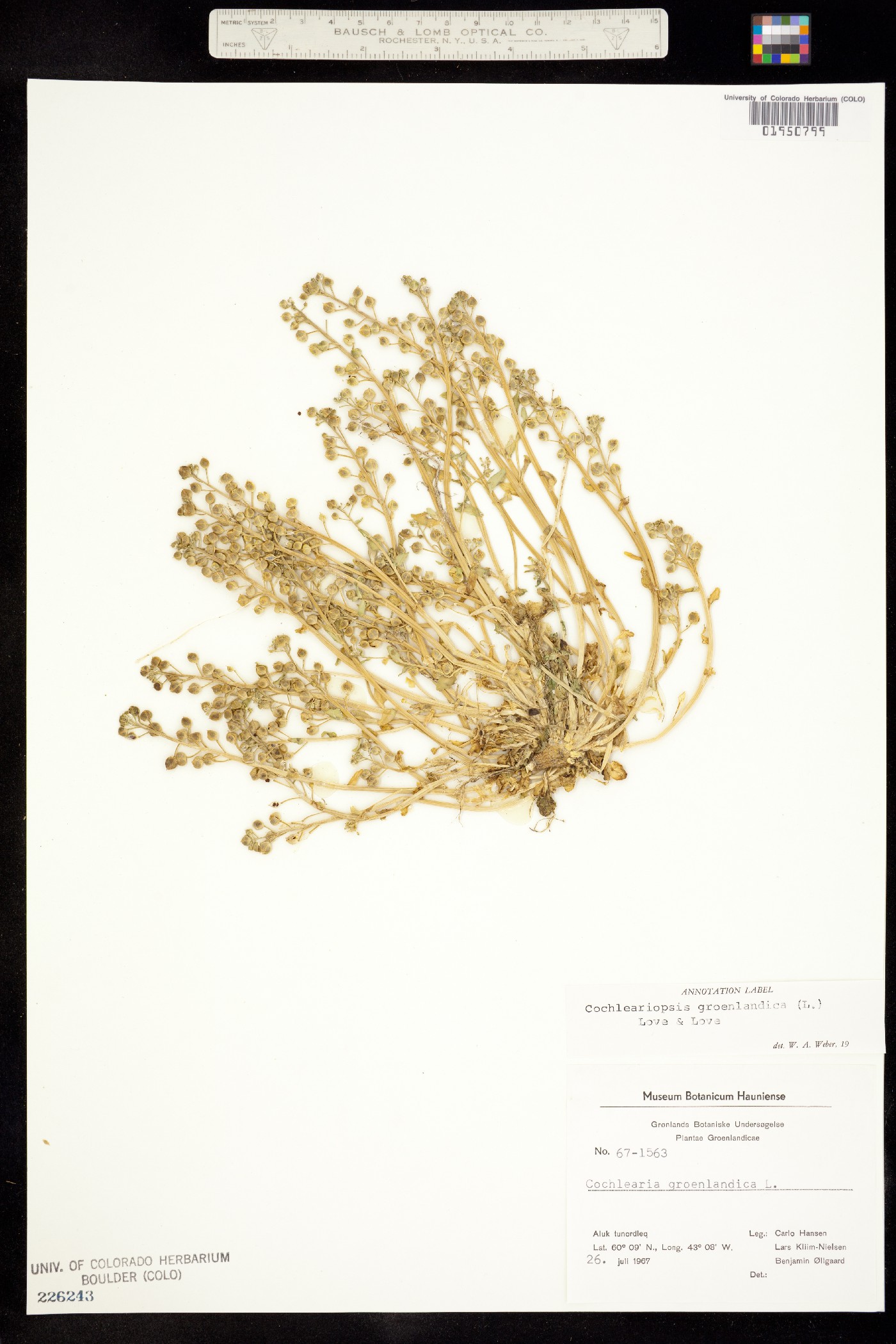 Cochlearia groenlandica image