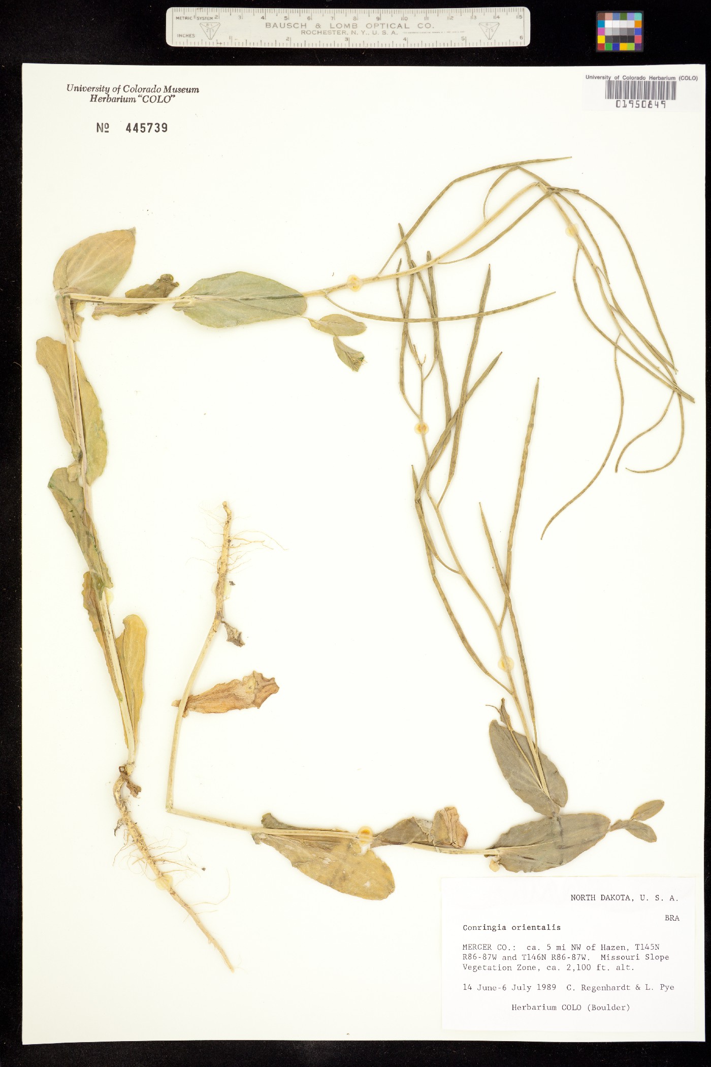 Conringia orientalis image