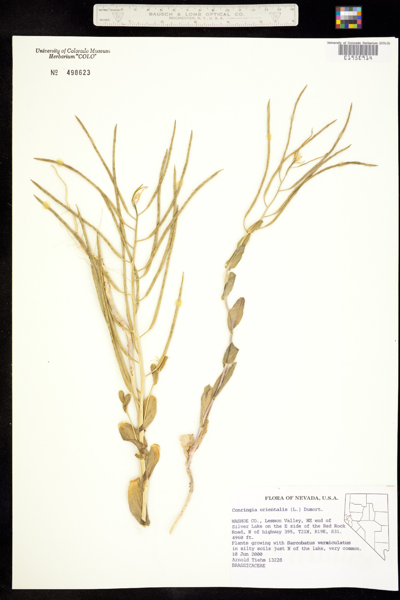 Conringia orientalis image