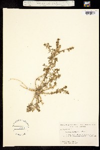 Image of Lepidium didymum