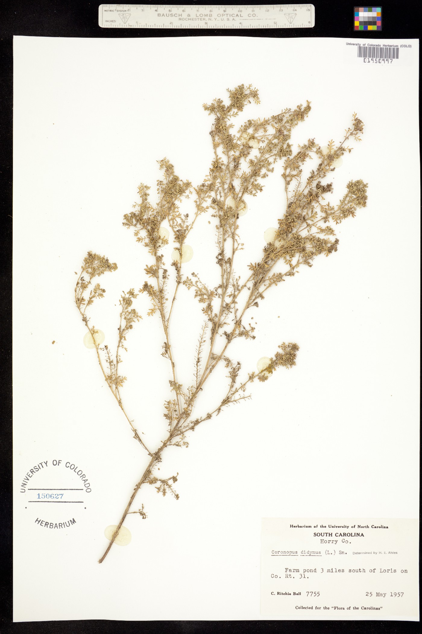 Lepidium didymum image