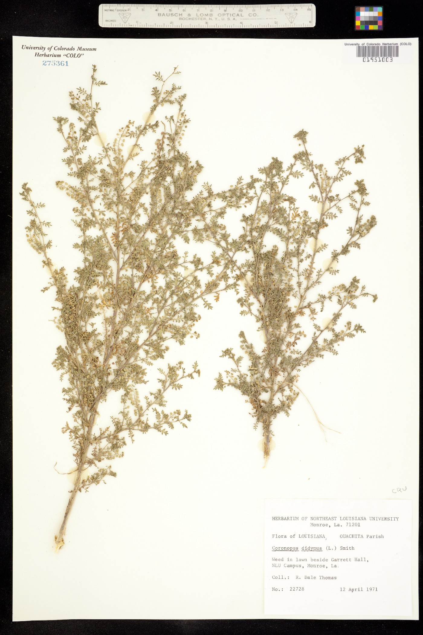 Lepidium didymum image