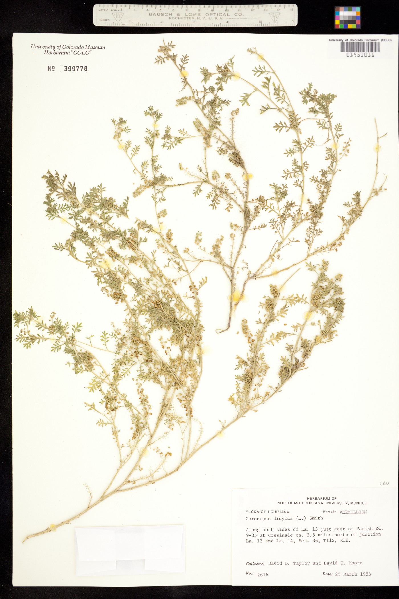Lepidium didymum image
