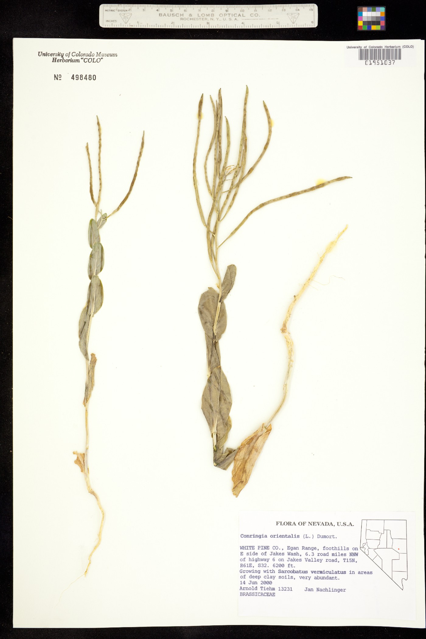 Conringia orientalis image