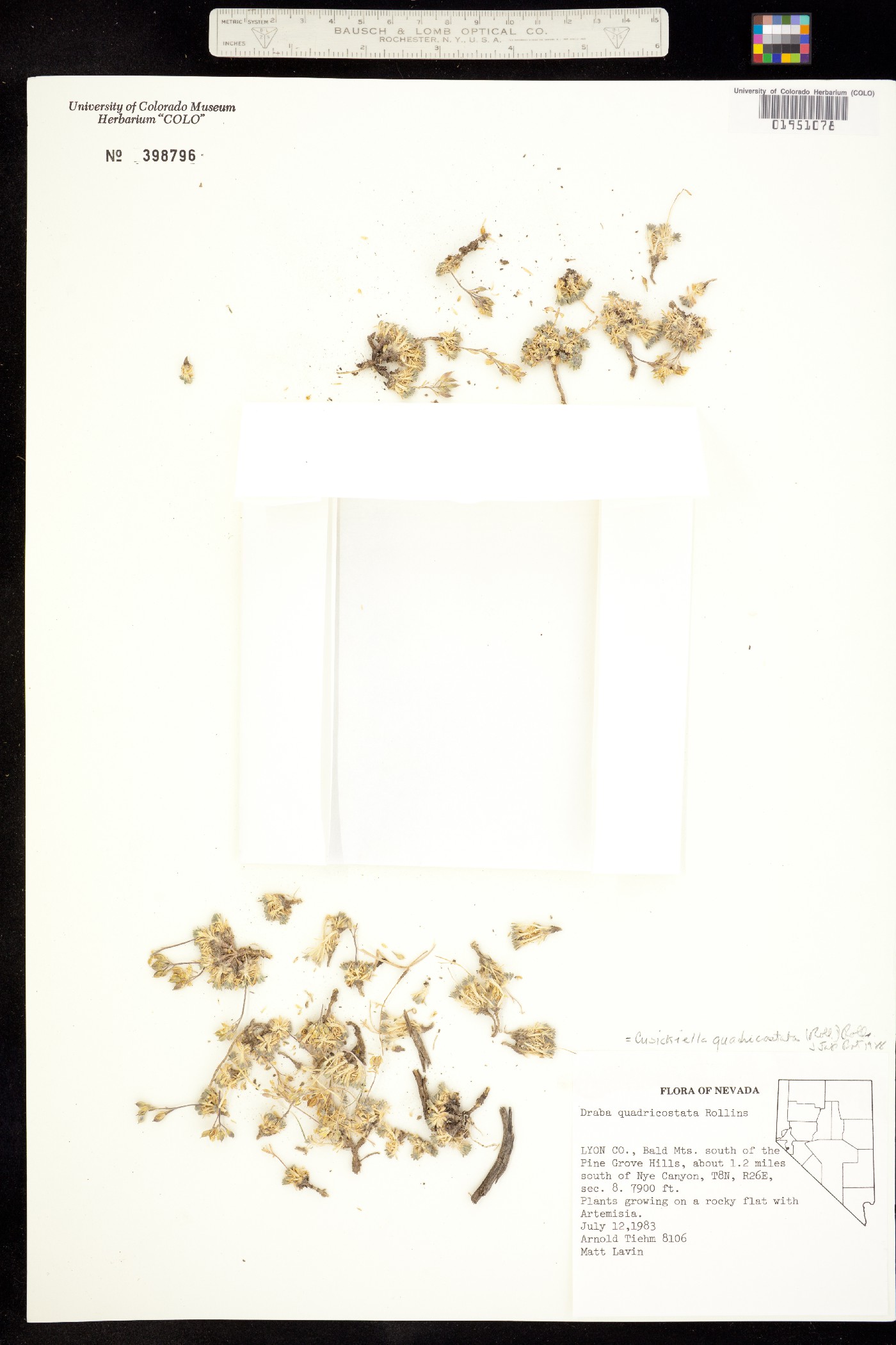 Cusickiella quadricostata image