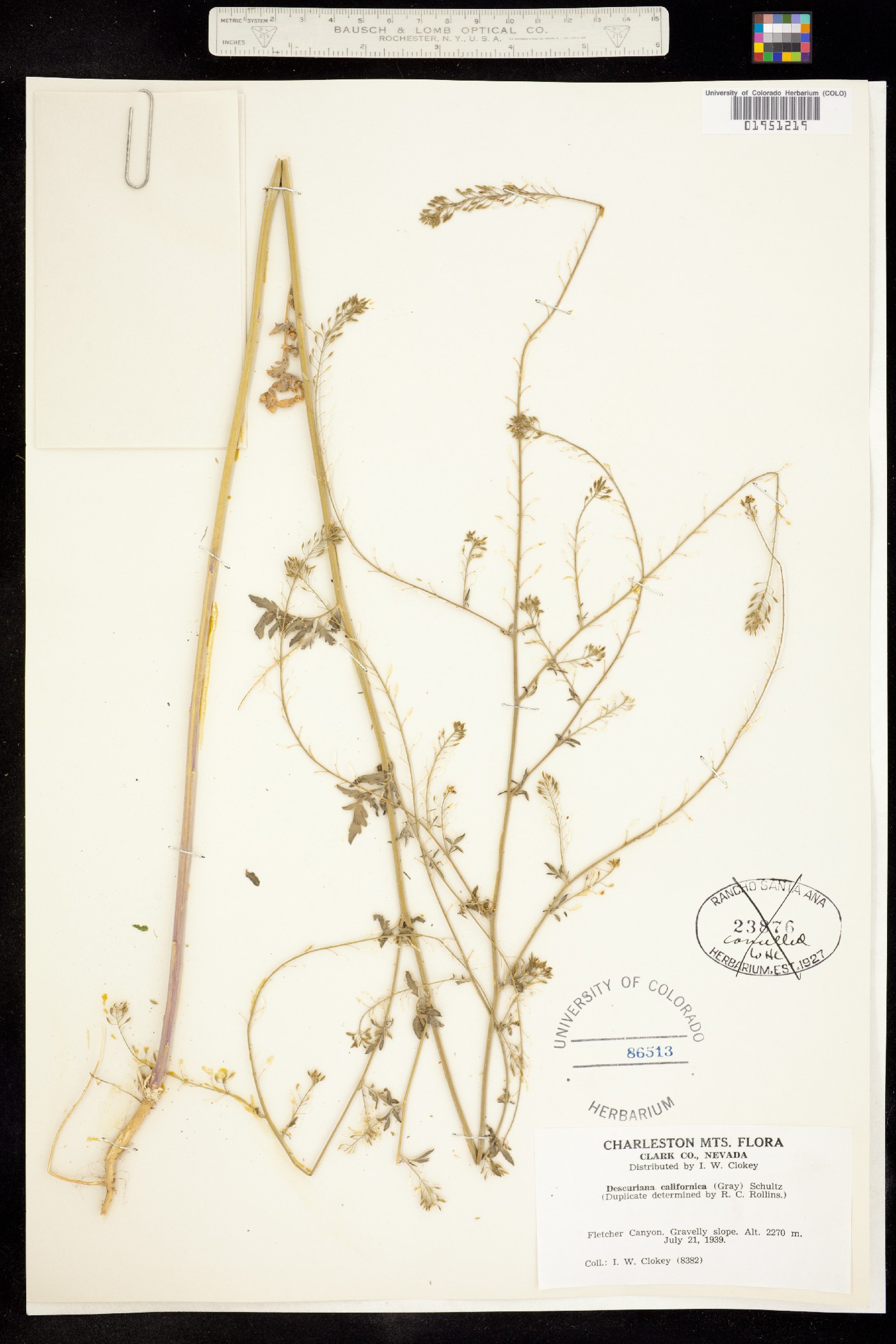 Descurainia californica image