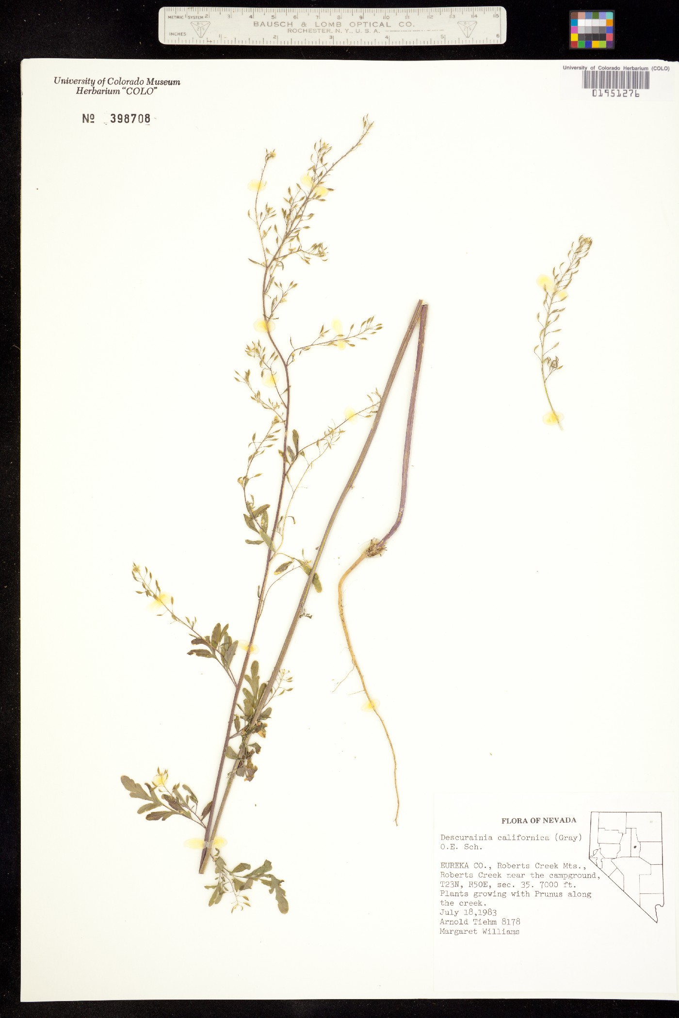 Descurainia californica image
